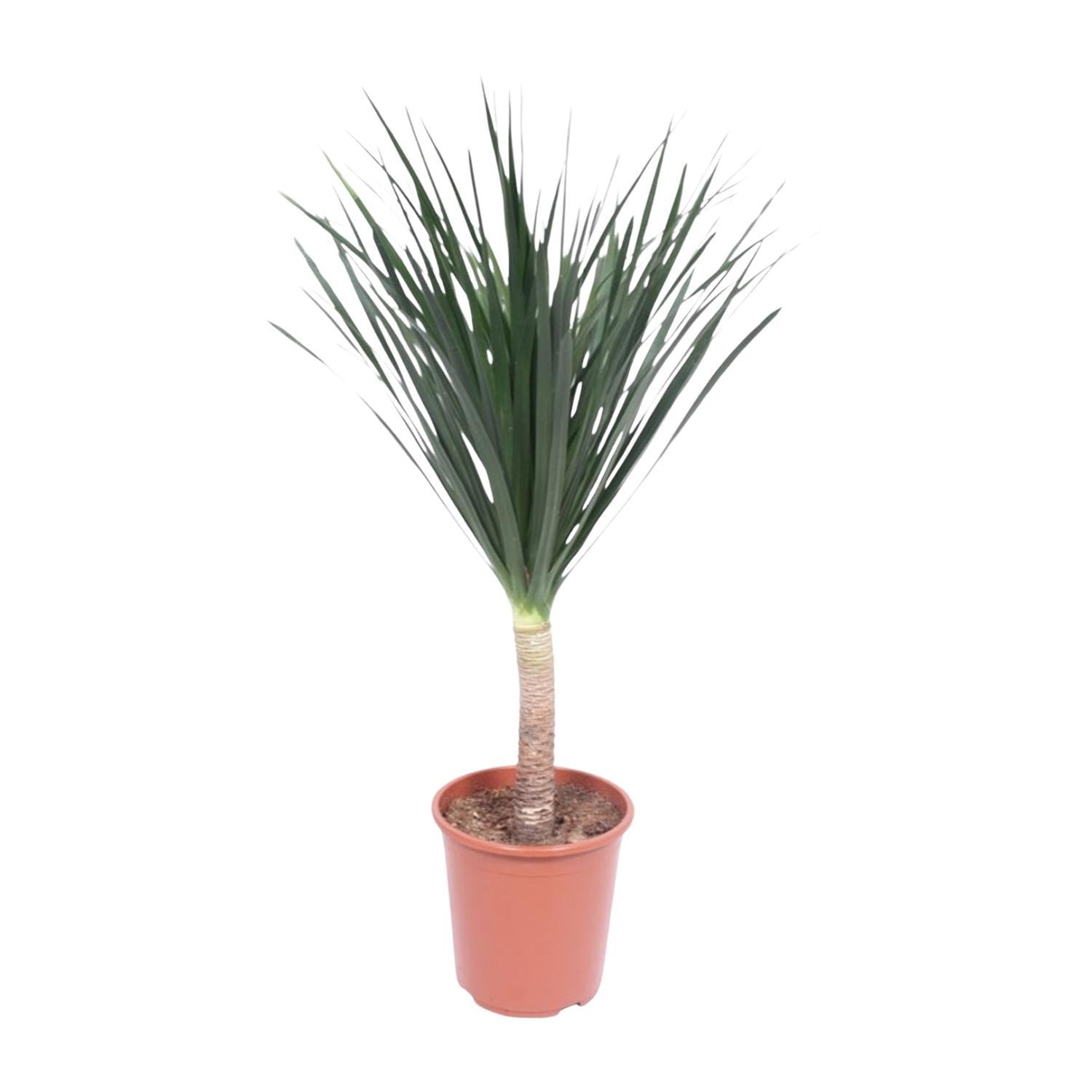 Drachenbaum Draco - Dracaena Draco - 140 cm - ø27