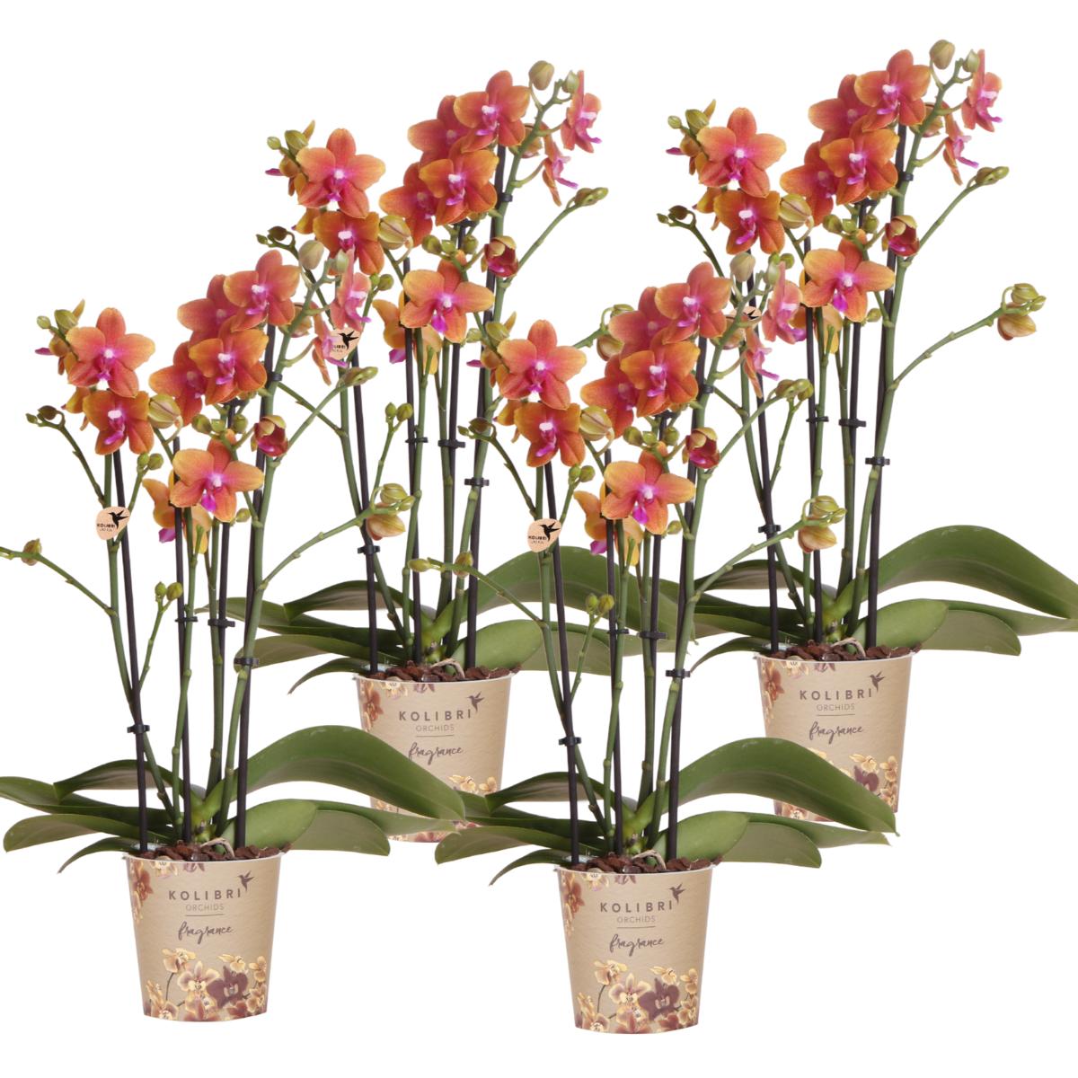 Orchidee 4 duftenden orangefarbenen Phalaenopsis-Orchideen - Topfgröße Ø12cm | blühende Zimmerpflanze - frisch vom Züchter