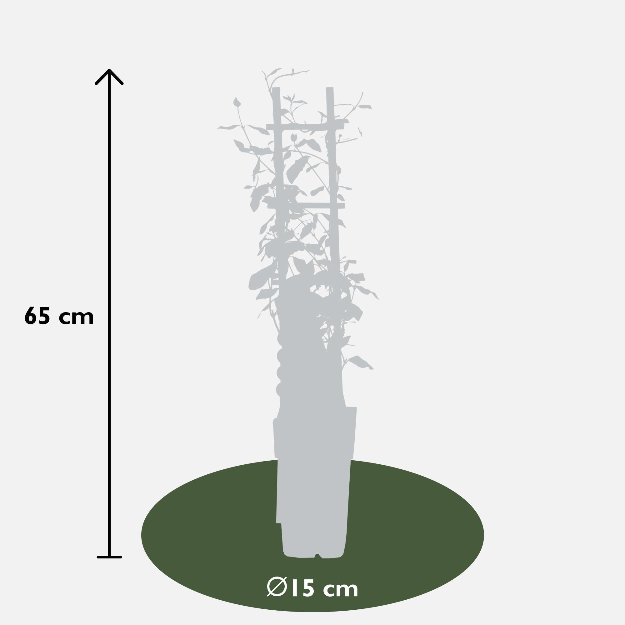 Sternjasmin - Trachelospermum 'Star of Toscane' - Ø15cm - ↕65cm