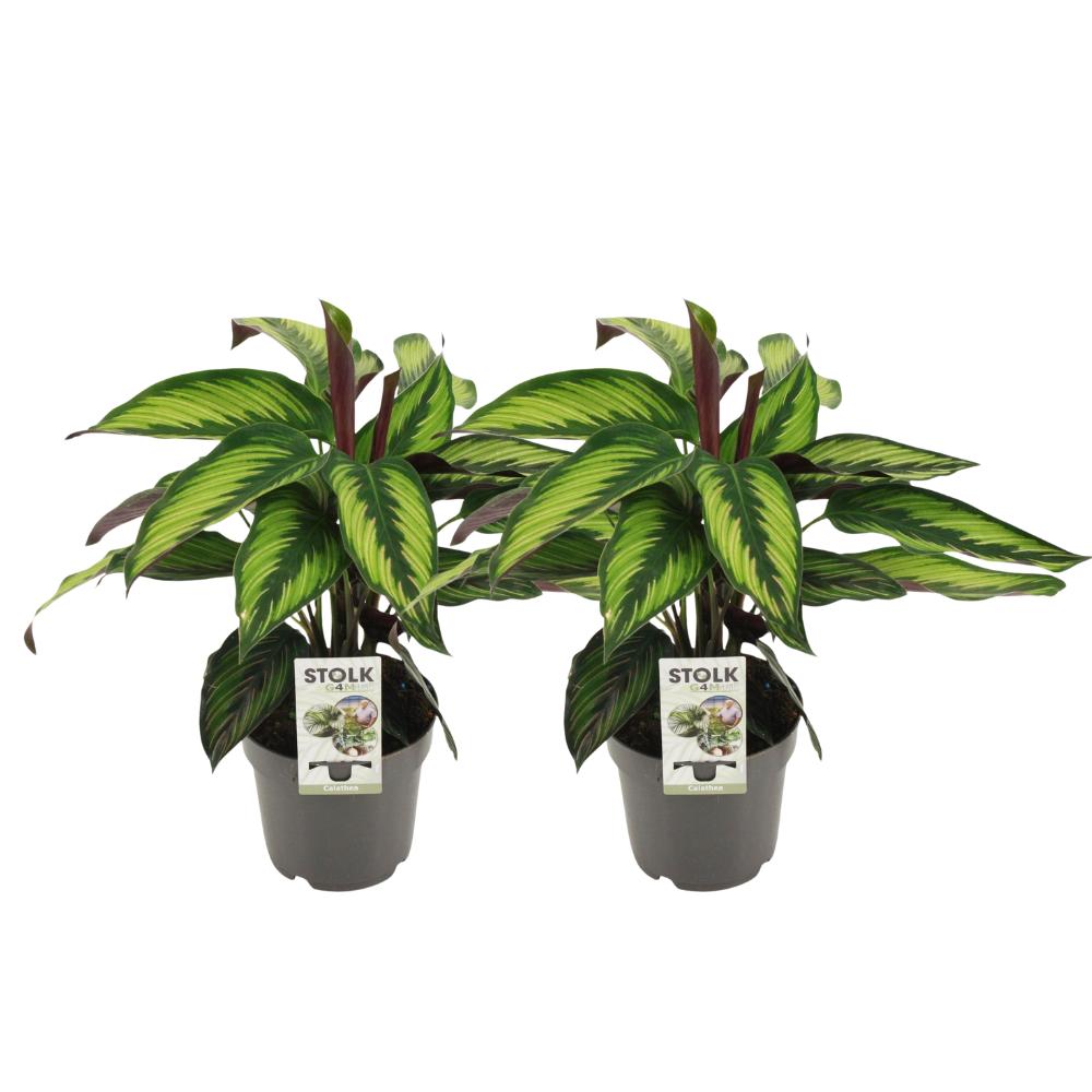 Calathea Majestica Princeps - Korbmarante - Ø14cm - ↕45cm   2 Stück