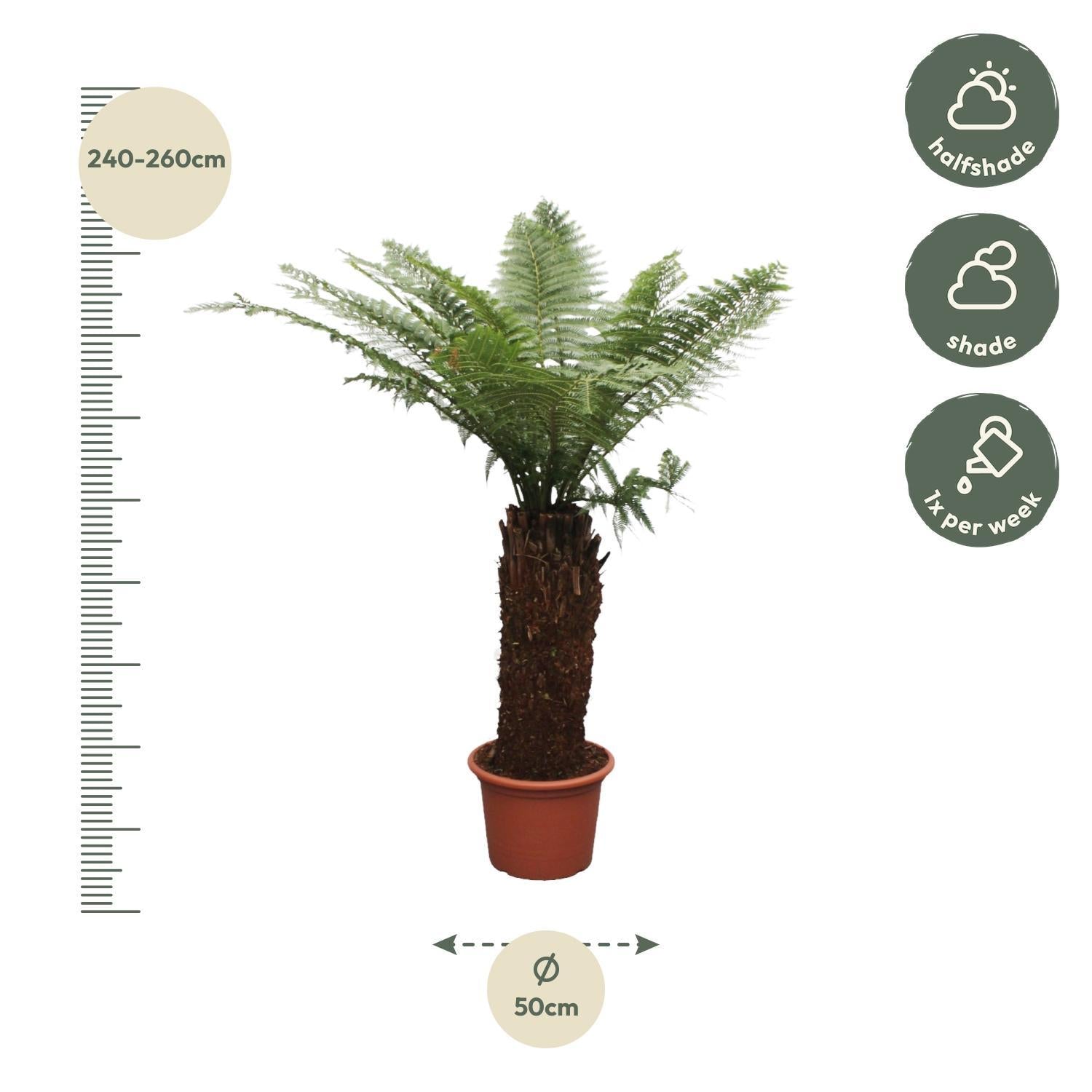 Tasmanischer Baumfarn - Dicksonia Antarctica - 250cm - ø50