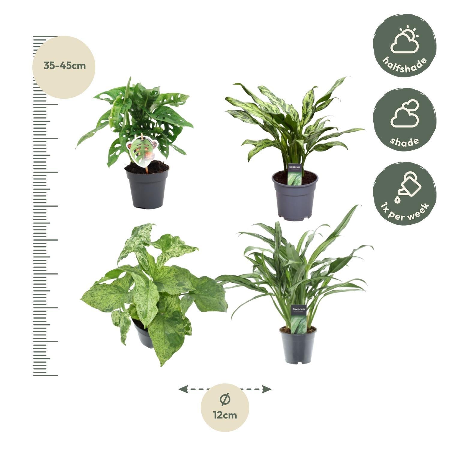 Grote mix van 4 planten - Monstera obliqua 'Monkey Leaf' - 25 cm - ø12 - Aglaonema Juliette - 40 cm - ø12 - Syngonium Mottled - 25 cm - ø12 - Aglaonema Cutlass - 40 cm - ø12