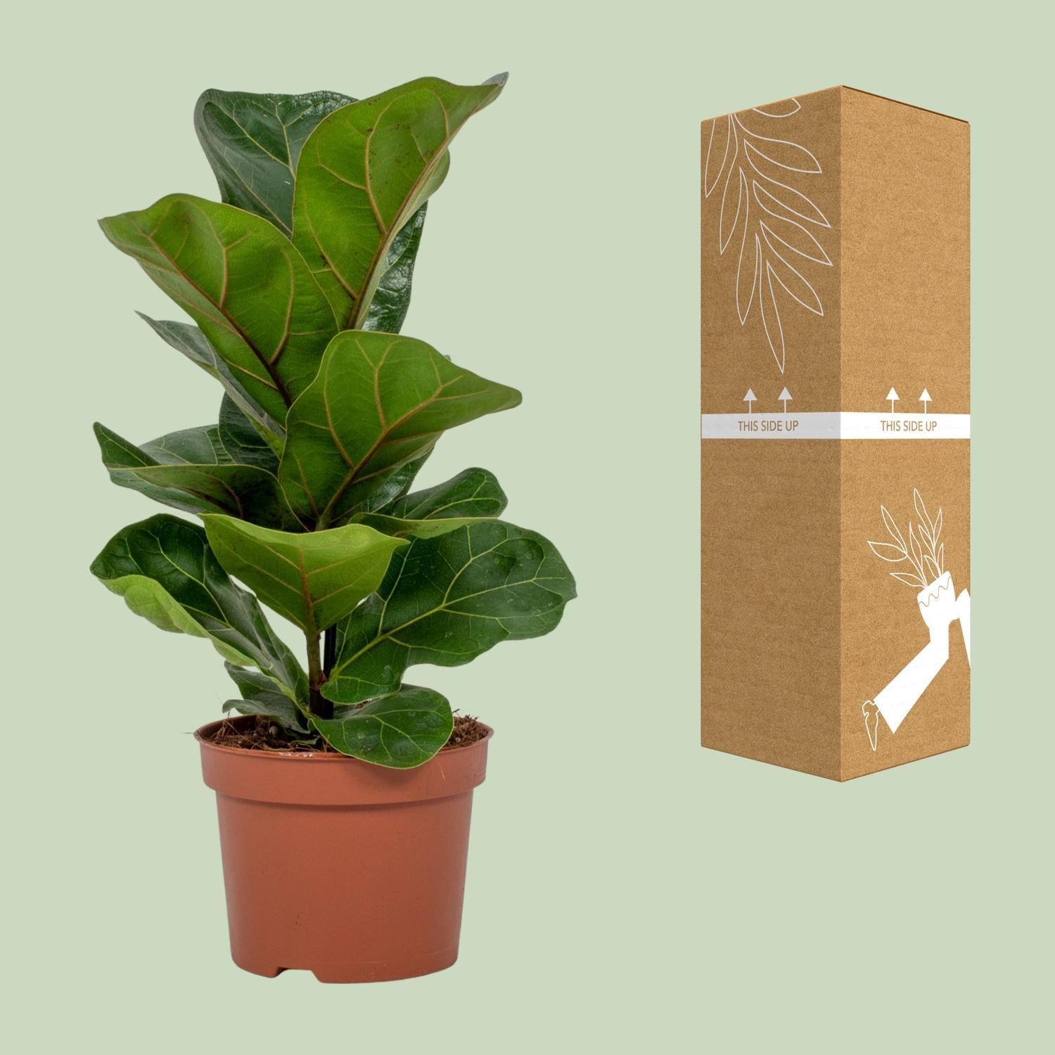 Geigenfeige - Ficus Lyrata - Ø12cm - ↕30cm