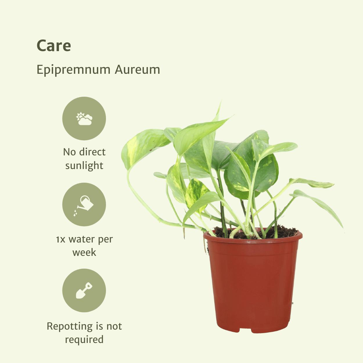 Efeutute - Epipremnum Aureum Scandens - Ø12cm - ↕20cm  4 Stück