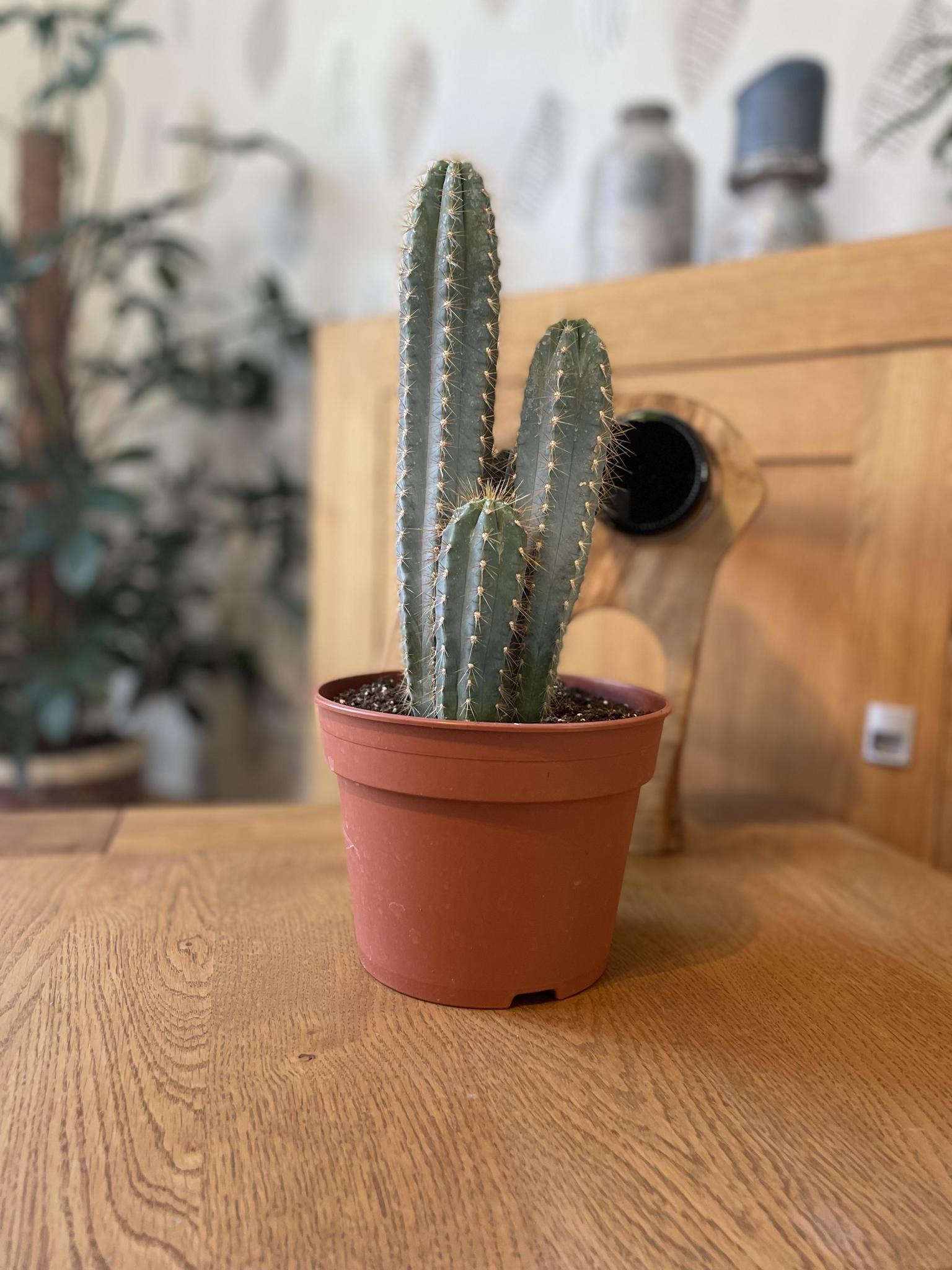 Blauer Säulenkaktus oder Blaue Kerze - Pilosocereus Azerues - 17cmØ- 30-40cm Höhe