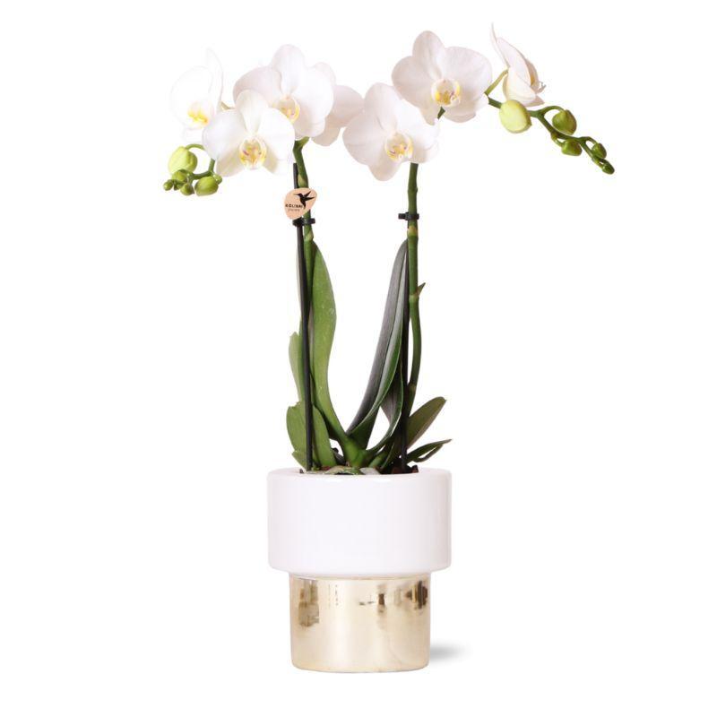 Orchidee weiße Phalaenopsis Orchidee - Amabilis + Elite Topf Gold - Topfgröße Ø9cm - 35cm hoch | blühende Zimmerpflanze - frisch vom Züchter