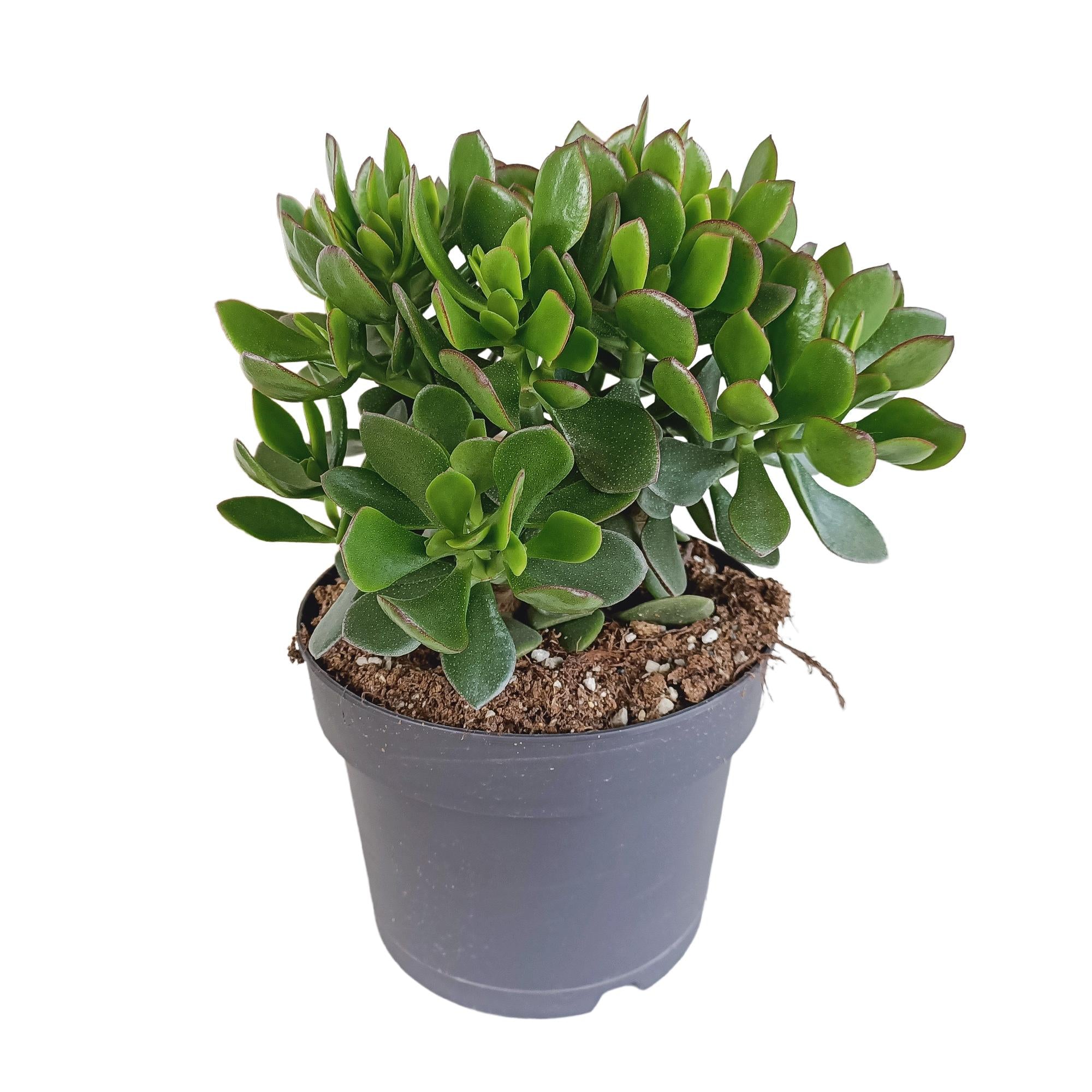 Gummibaum - Crassula minova - Geldbaum, Jadepflanze und Glückspflanze - 17cm