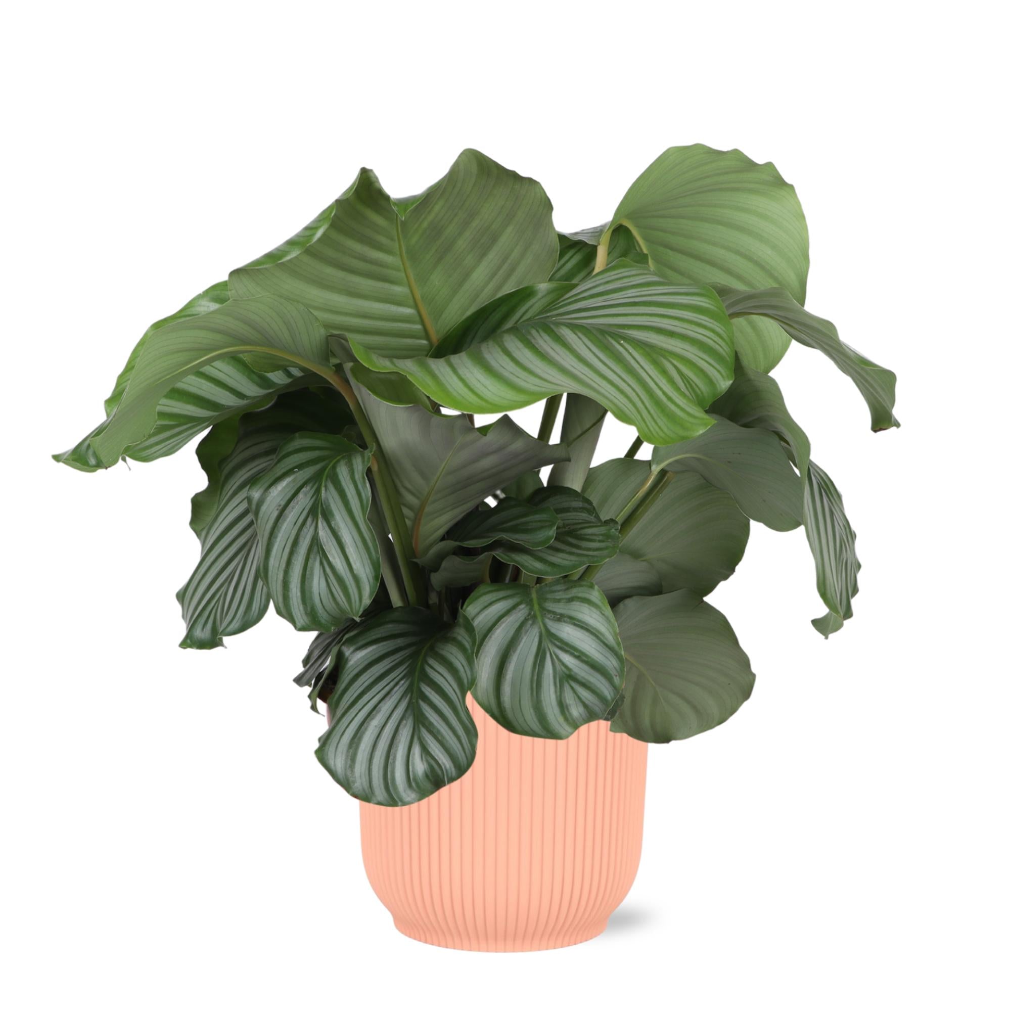 Gebetspflanze -  Calathea Orbifolia - Ø21cm - ↕70cm im Vibes Topf pink