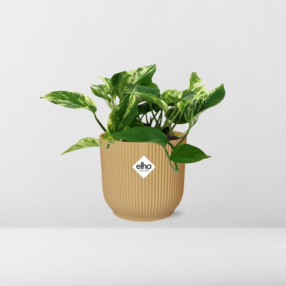 Efeutute - Scindapsus (Epipremnum) Marble Queen in ELHO Vibes Fold 14cm geel