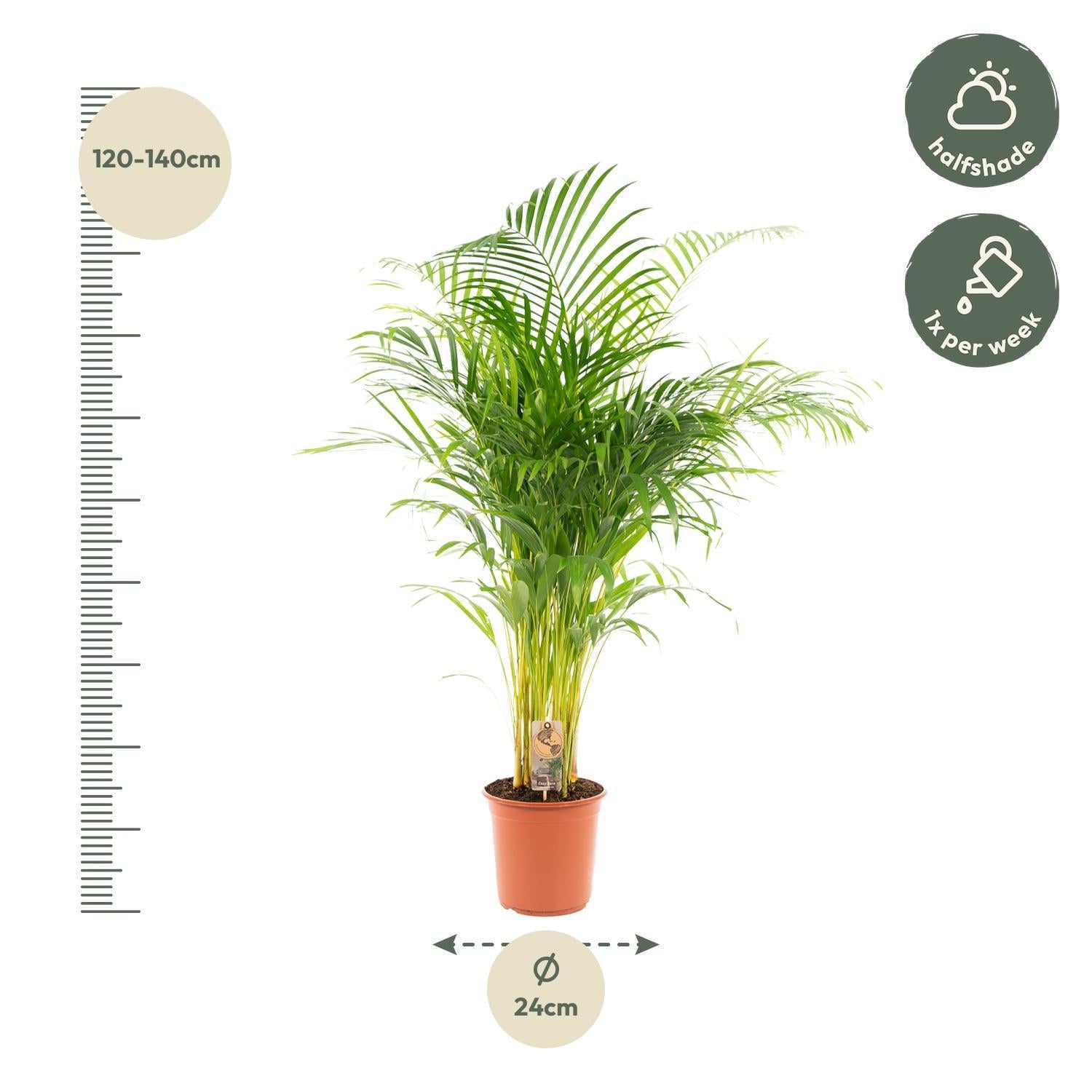 Arecapalm - Ø24cm - ↕130cm