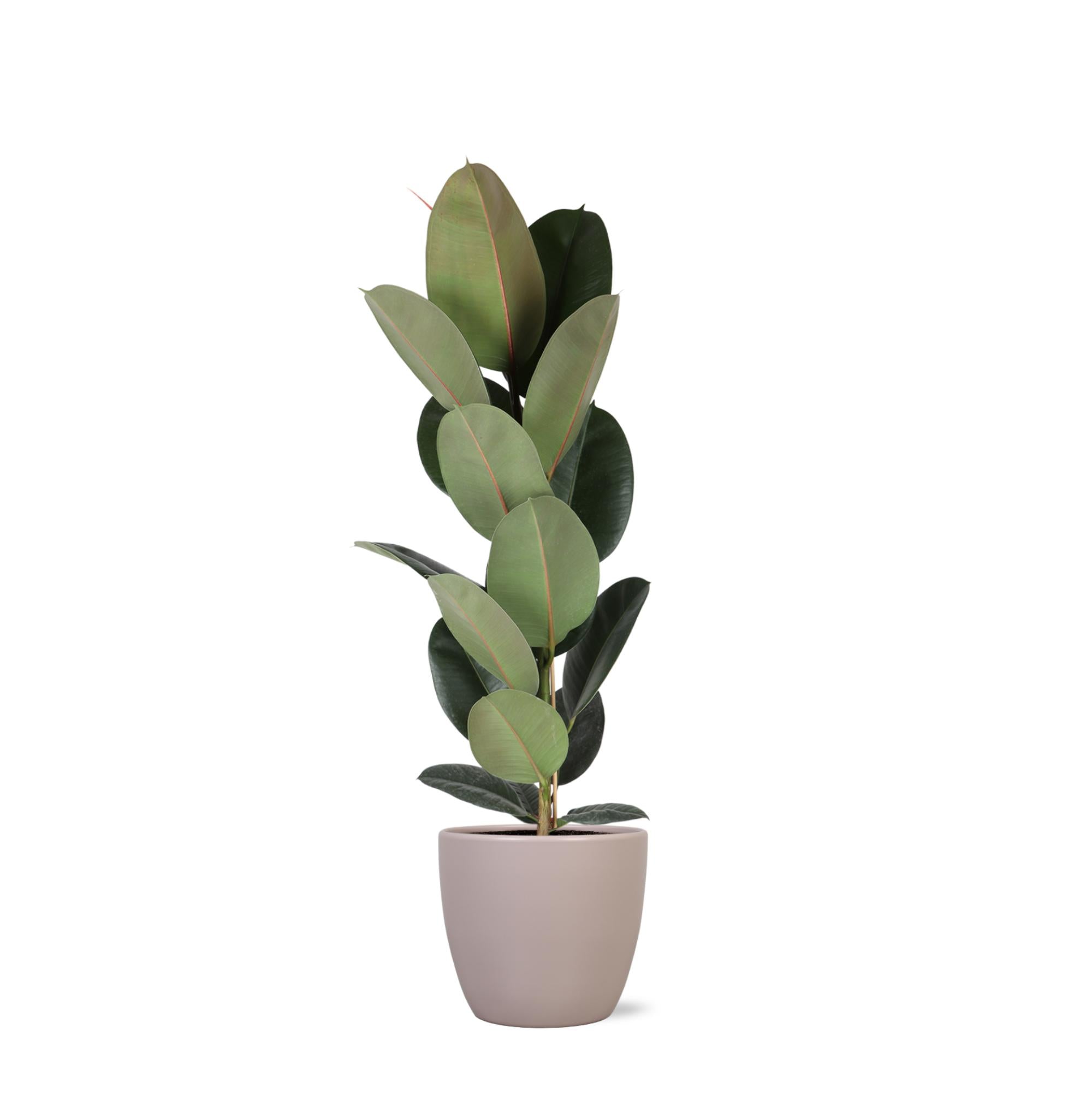 Gummibaum Ficus Elastica Robusta - Ø21cm - ↕90cm in Boule Topf Taube