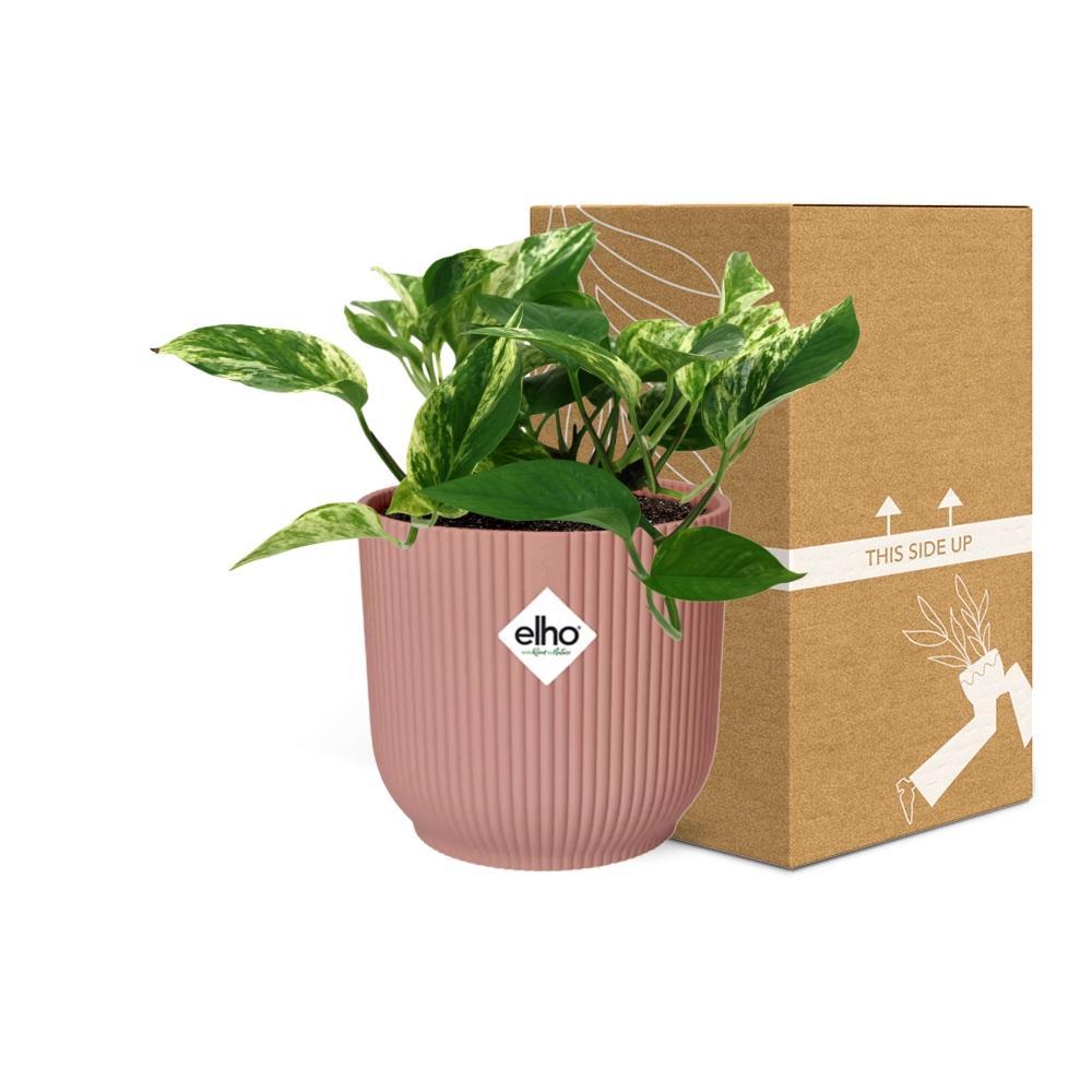 Sansevieria Fernwood Punk in ELHO Vibes Fold 14 cm rosa