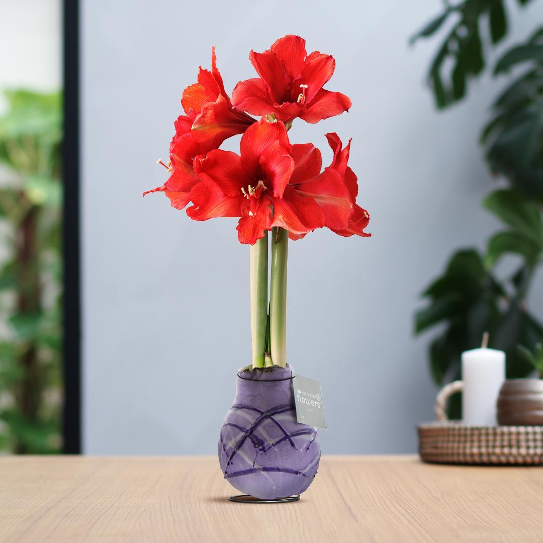 No Water Flowers® (wax amaryllis) | Waxz® Art Monet - Pastel Purple + Red flower