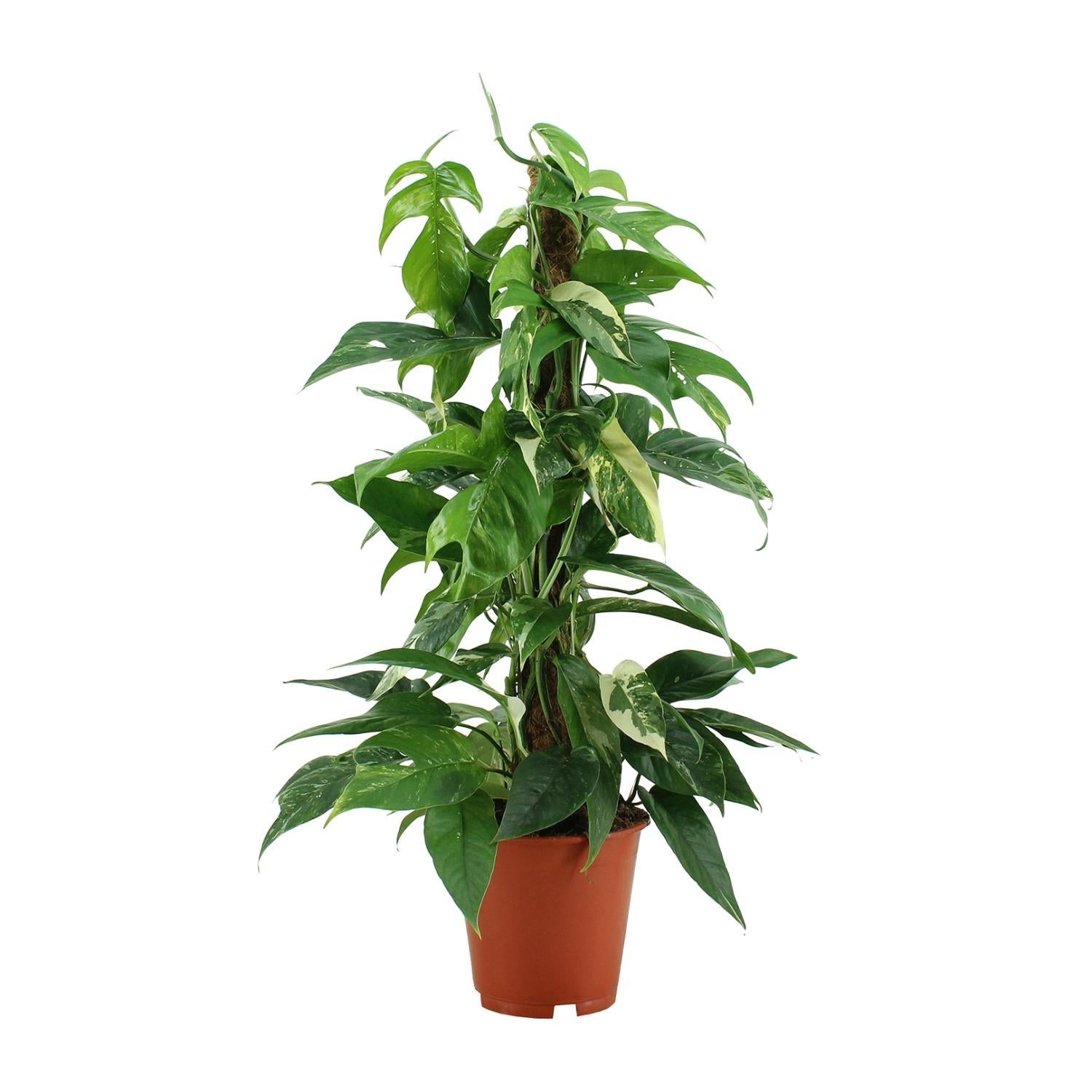 Efeutute - Epipremnum Pinnatum Variegata - Ø19cm - ↕80cm