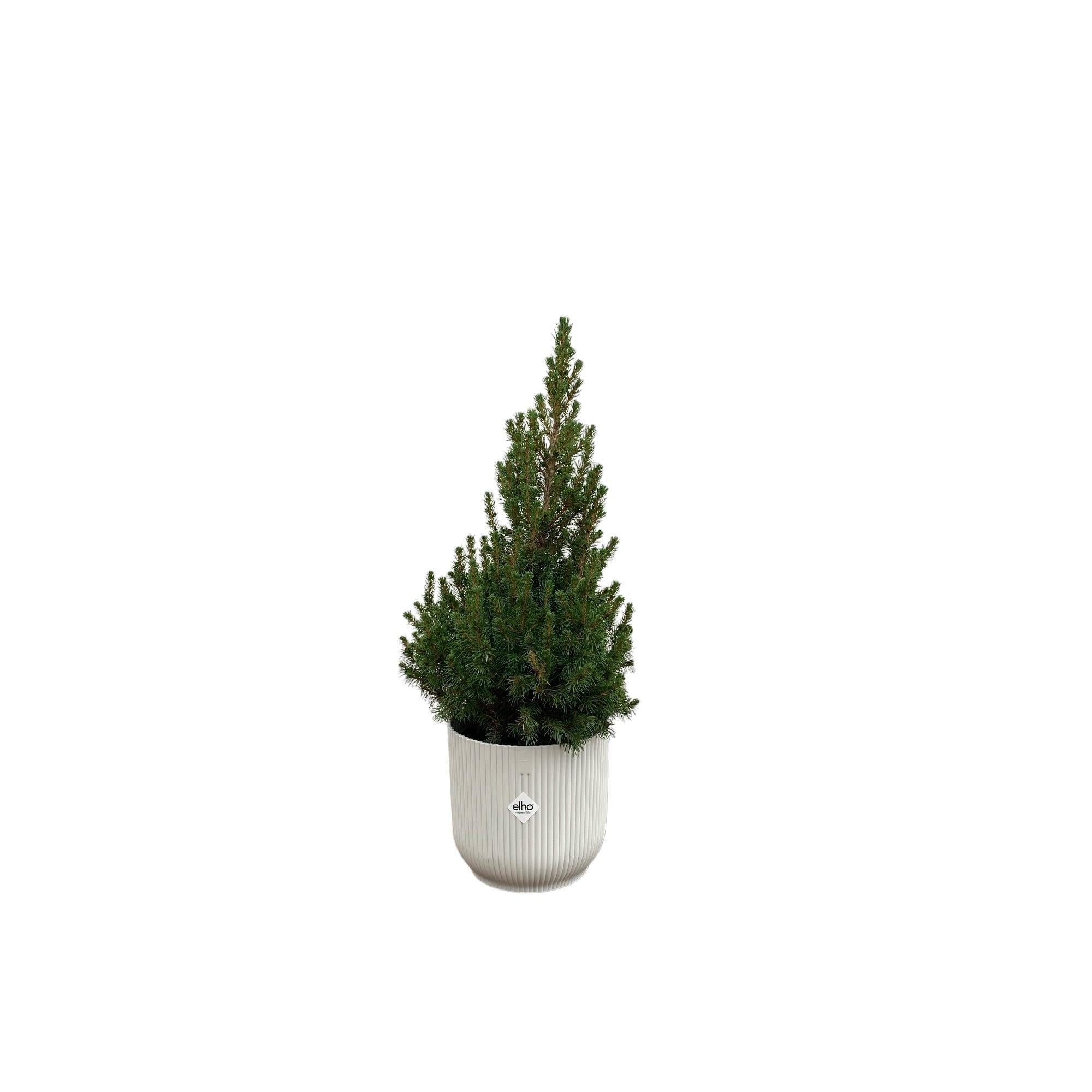 Picea Glauca  inklusive elho Vibes Fold Round Topf weiß Ø22 - 60 cm