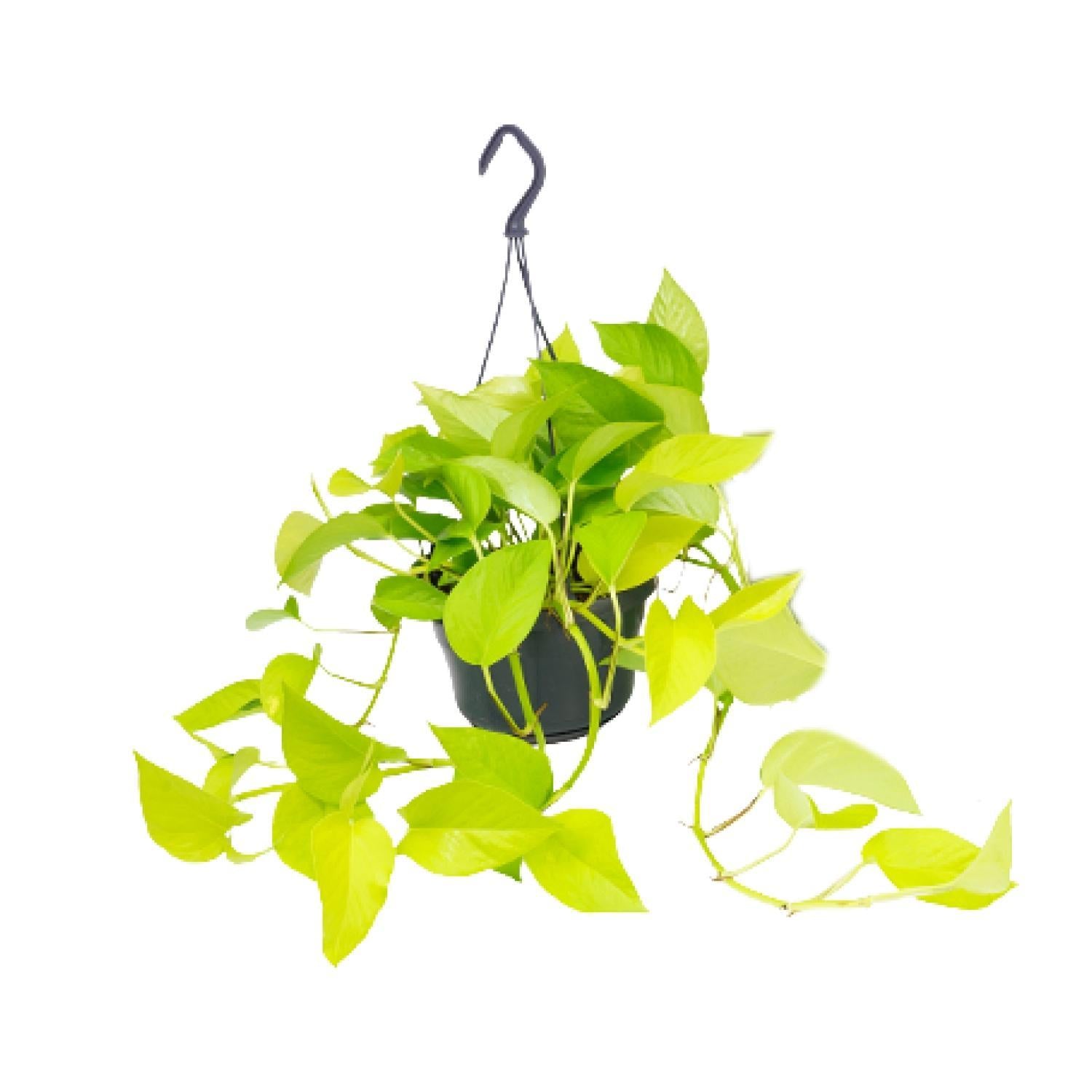 Epipremnum Gouden Pothos - Ø15 - ↨25cm