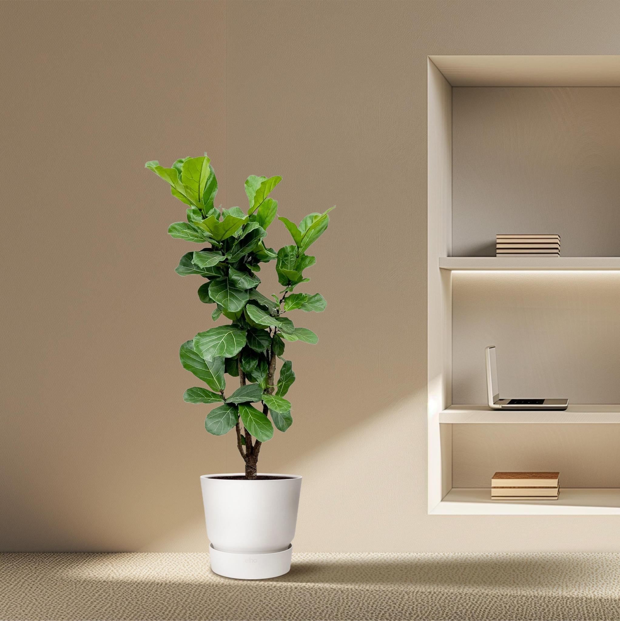 Geigenfeige - Ficus Lyrata - 180cm - ⌀30