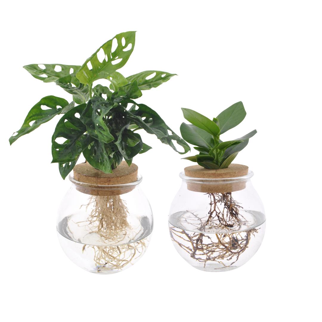 Konvexes Glas-Duo Monstera Adansonii/Clusia – 2 Stück – Ø12 cm – ↕30 cm