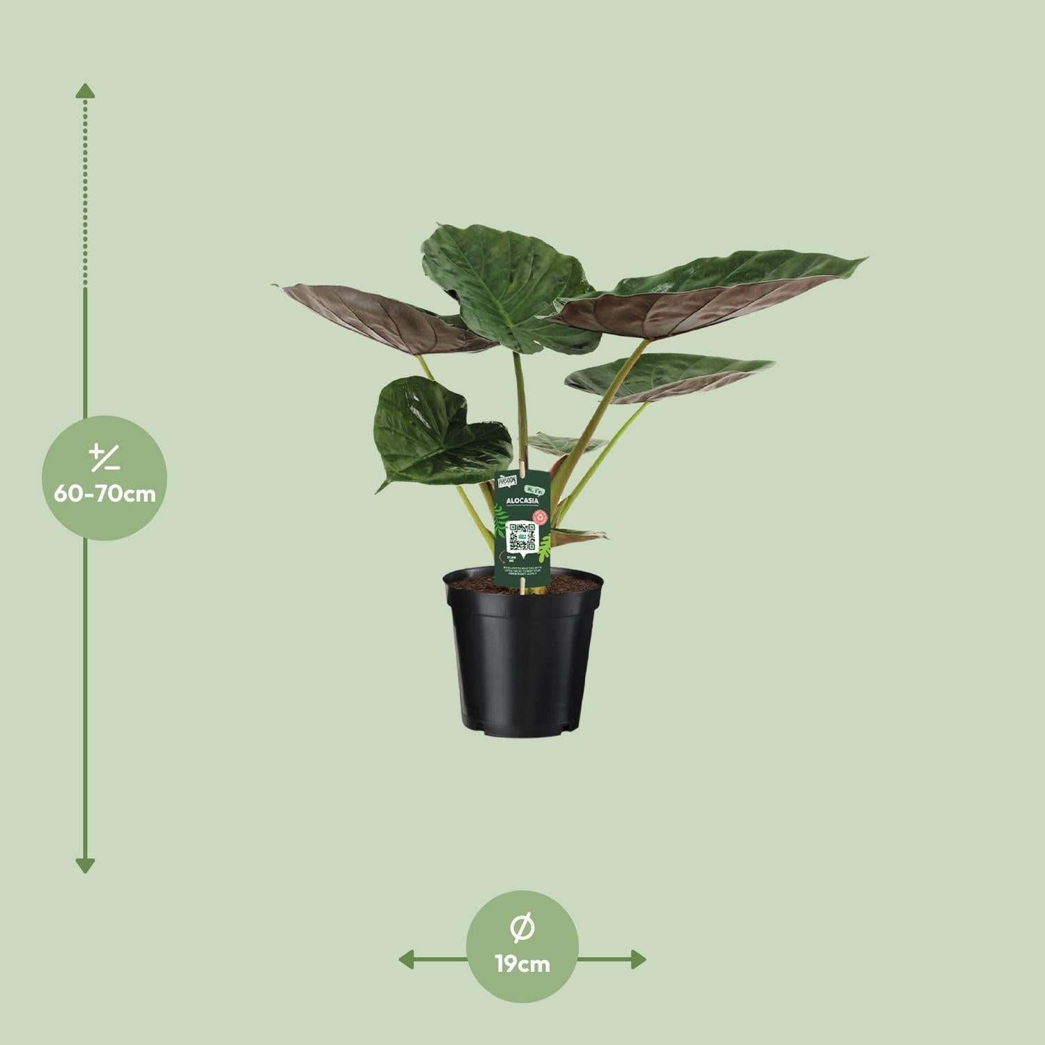 Elefantenoht - Alocasia Wentii - Olifantsoor - 70cm - Ø19