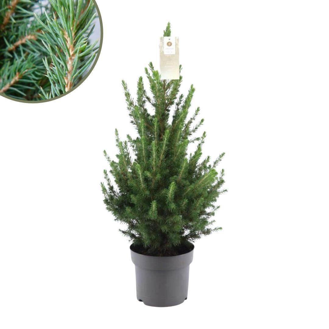 Kleiner Weihnachtsbaum - Picea glauca Conica 'December' Ø19