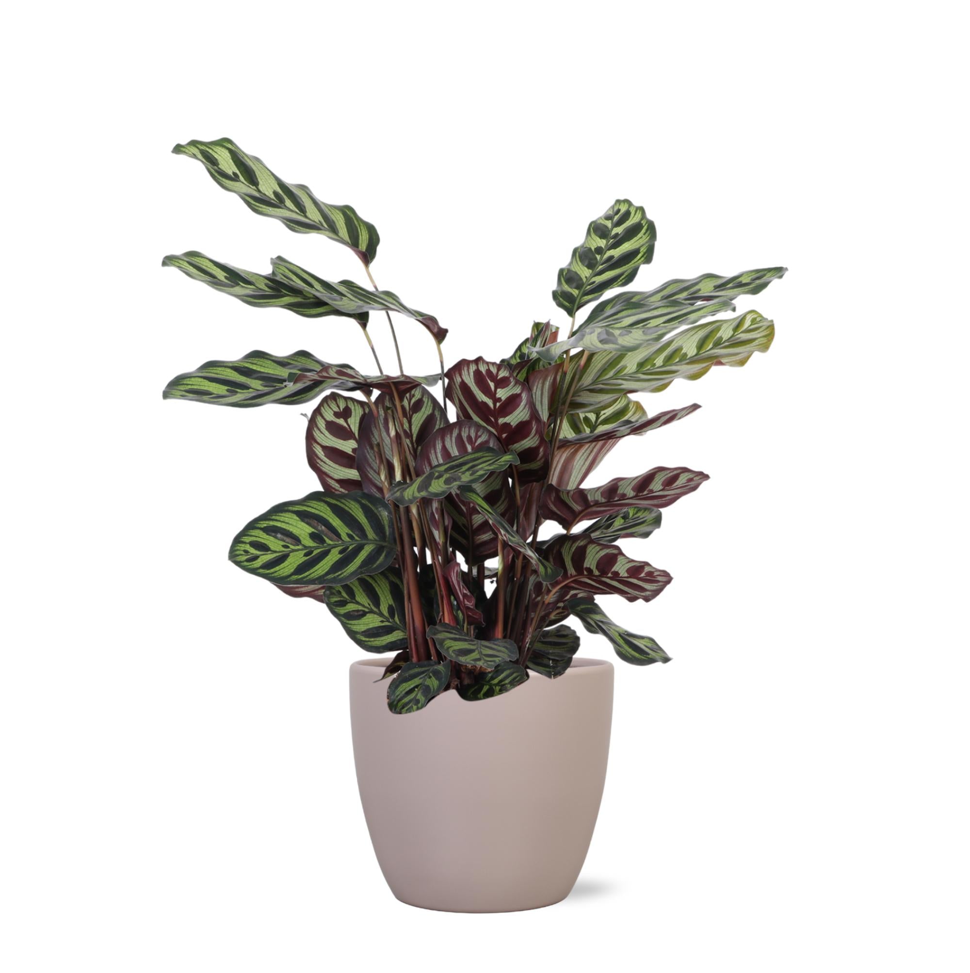 Pfauenpflanze - Calathea Makoyana - Ø21cm - ↕70cm in Boule Topf Taube