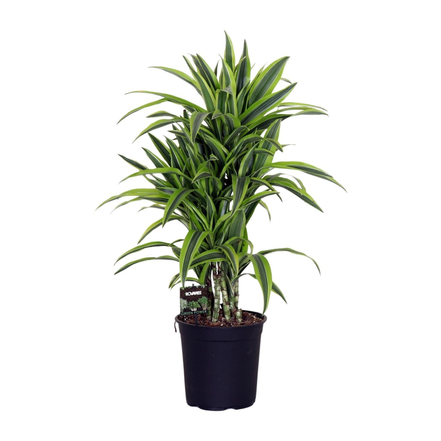 Dracaena Fragr. Citroen Limoen - Ø24cm - ↕100cm