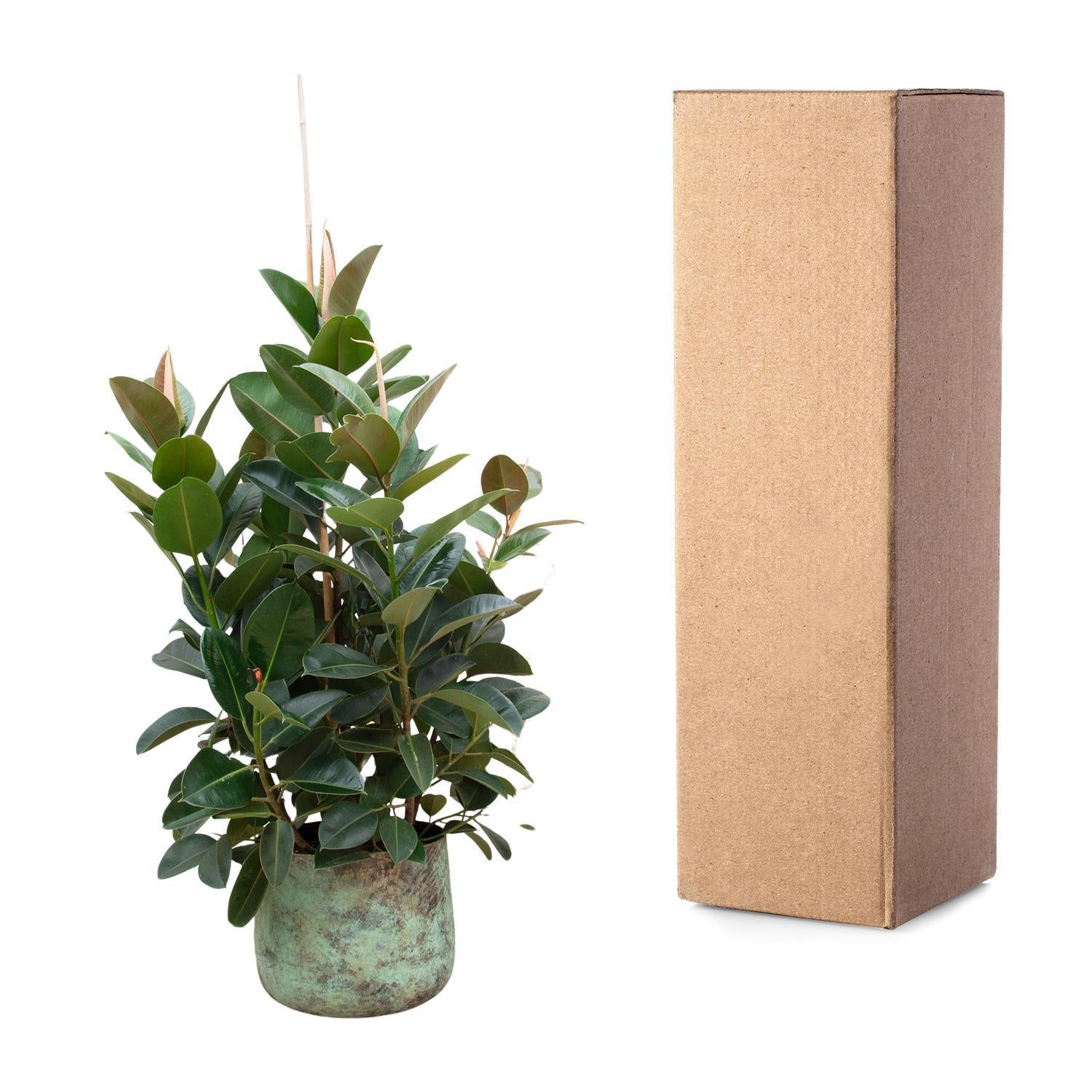 Gummibaum Ficus Robusta - 150 cm - ø38