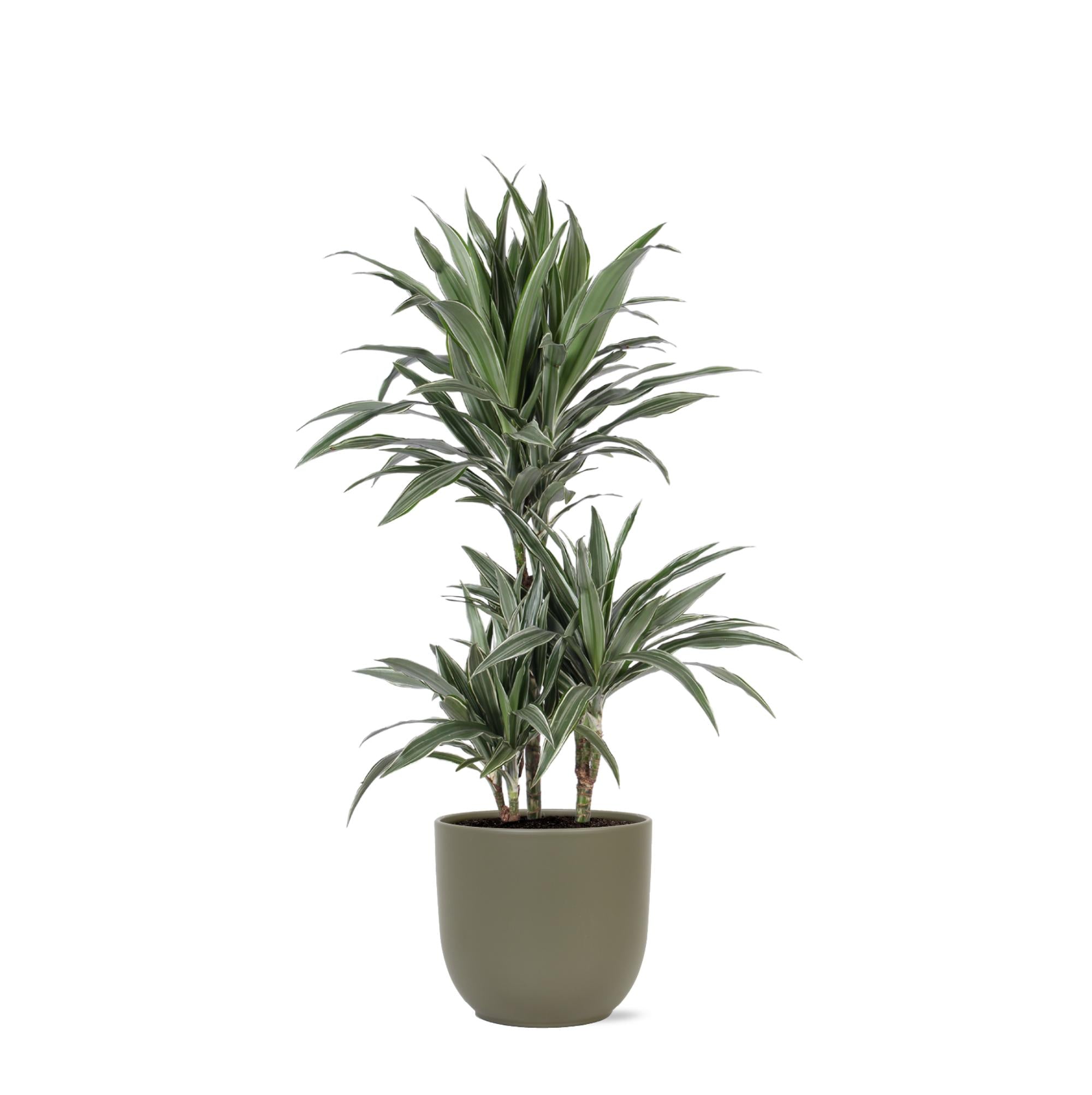 Drachenbaum Warneckei - Dracaena Warneckii Ø21cm - ↕65cm in Boule Topf olive