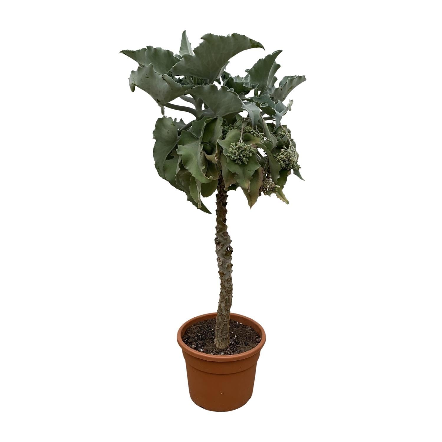 Kalanchoë Beharensis Baum - 180 cm - ø45