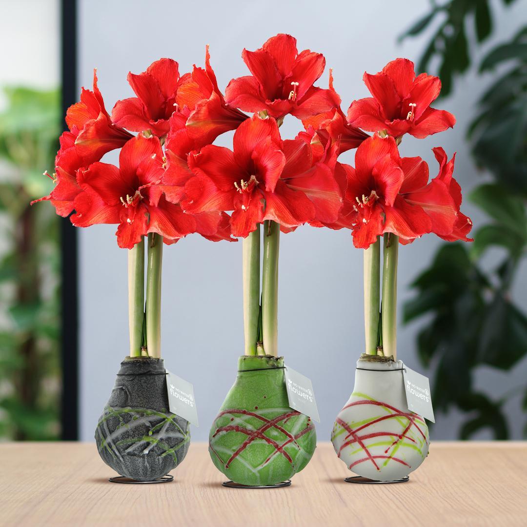 No Water Flowers® (wax amaryllis) | Waxz® Art Picasso Mix (3 pack) + Red flower