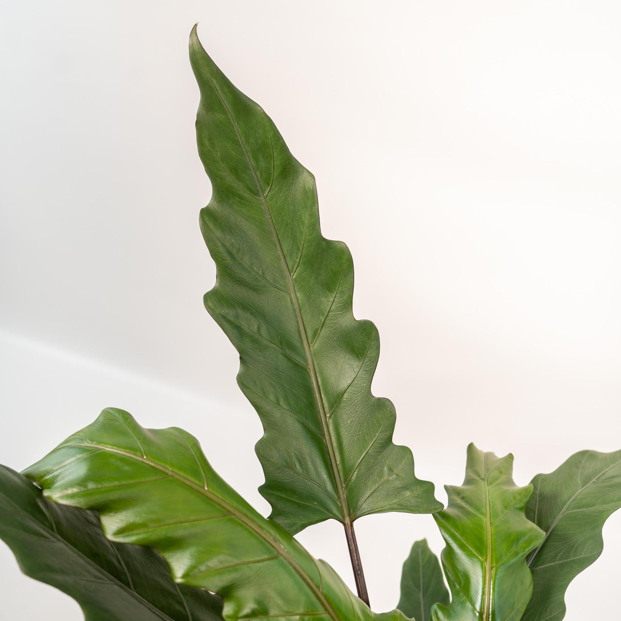 Elefantenohr - Alocasia Lauterbachiana - Ø19cm - ↕80cm + Topf Mayk Gold