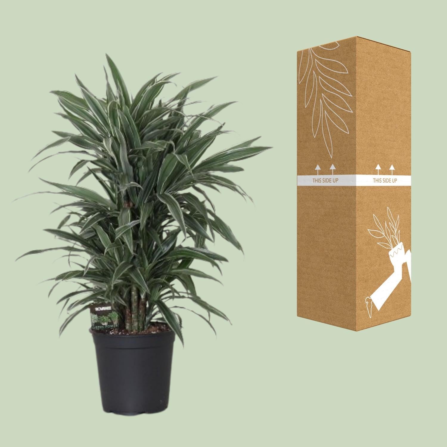 Dracaena Frag. Warneck ei - Ø24cm - ↕100cm