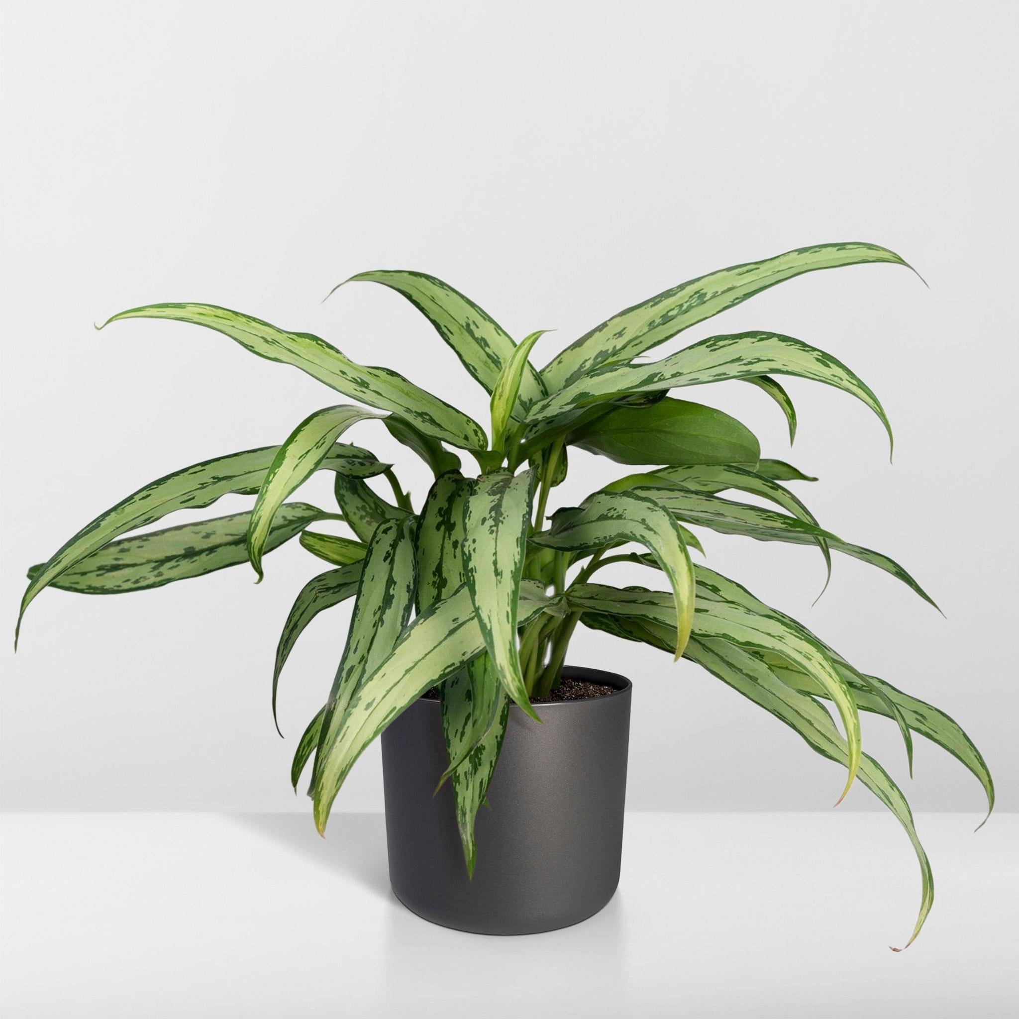 Kolbenfaden - Aglaonema Cutlass - Ø30cm - ↕12cm