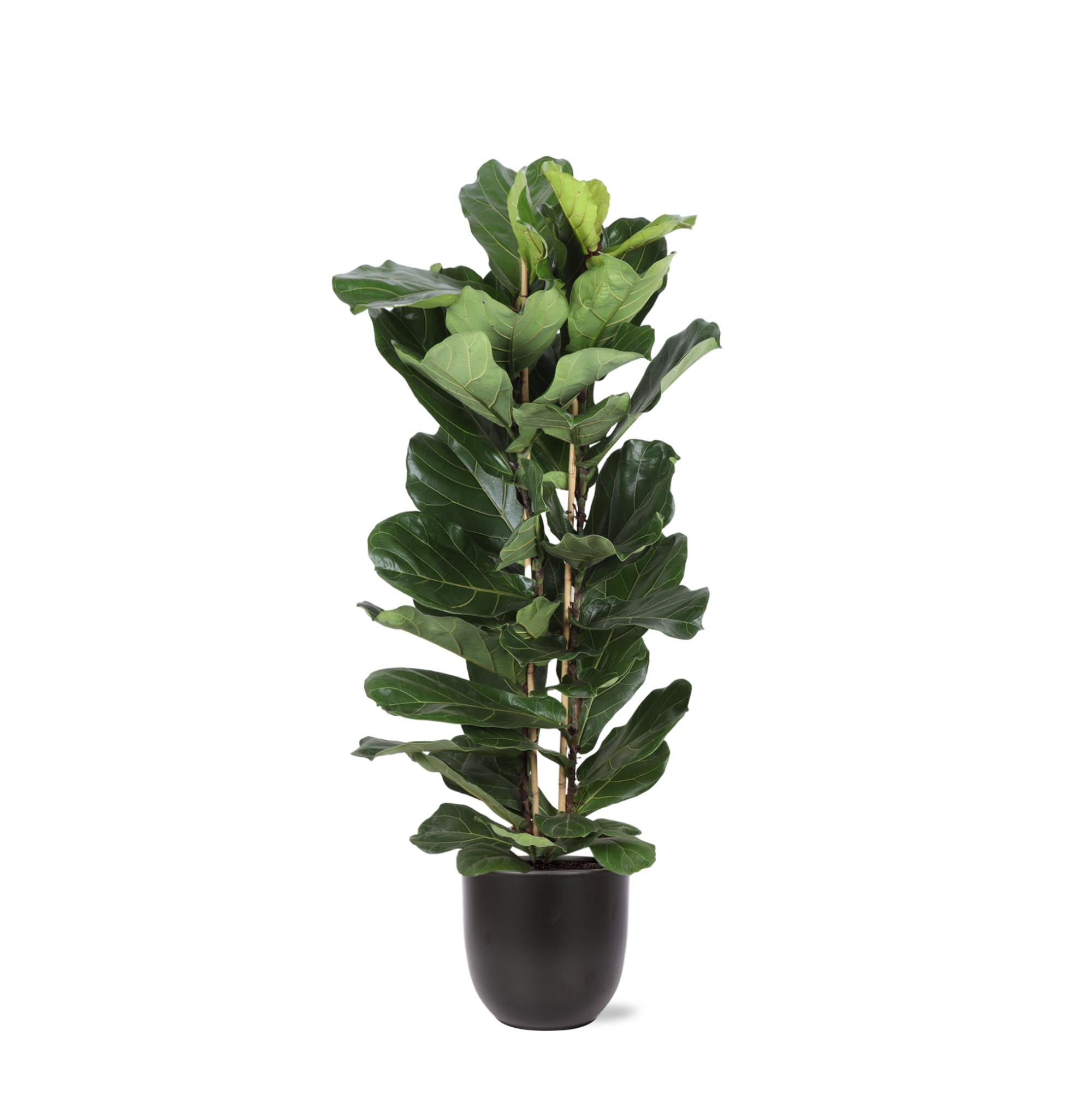 Geigenfeige - Ficus Lyrata Ø27cm ↕140cm in Boule ANTRACIET Topf