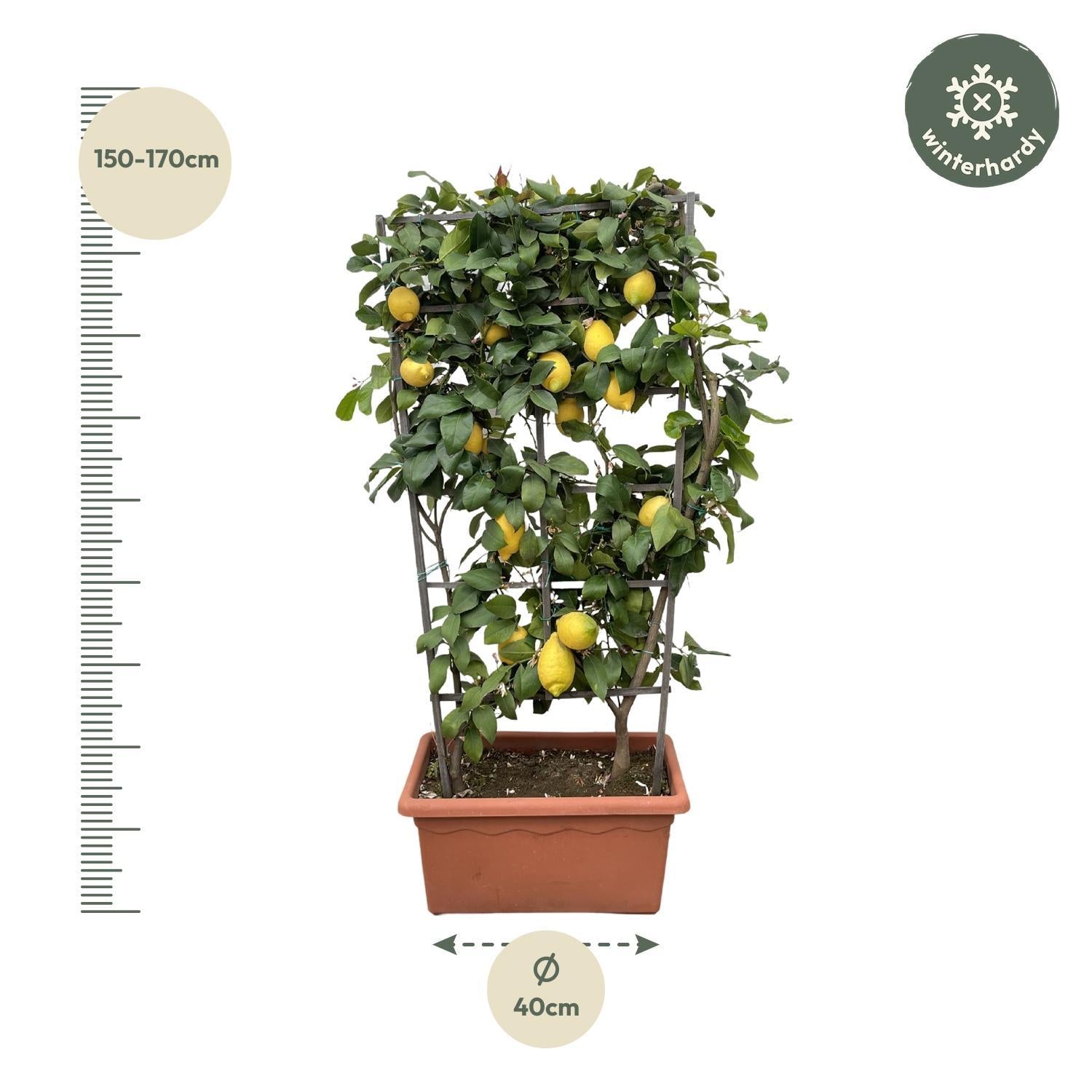 Zitronenranke - Citrus Lemon - Zitrone auf Ranken - 160cm - ø60