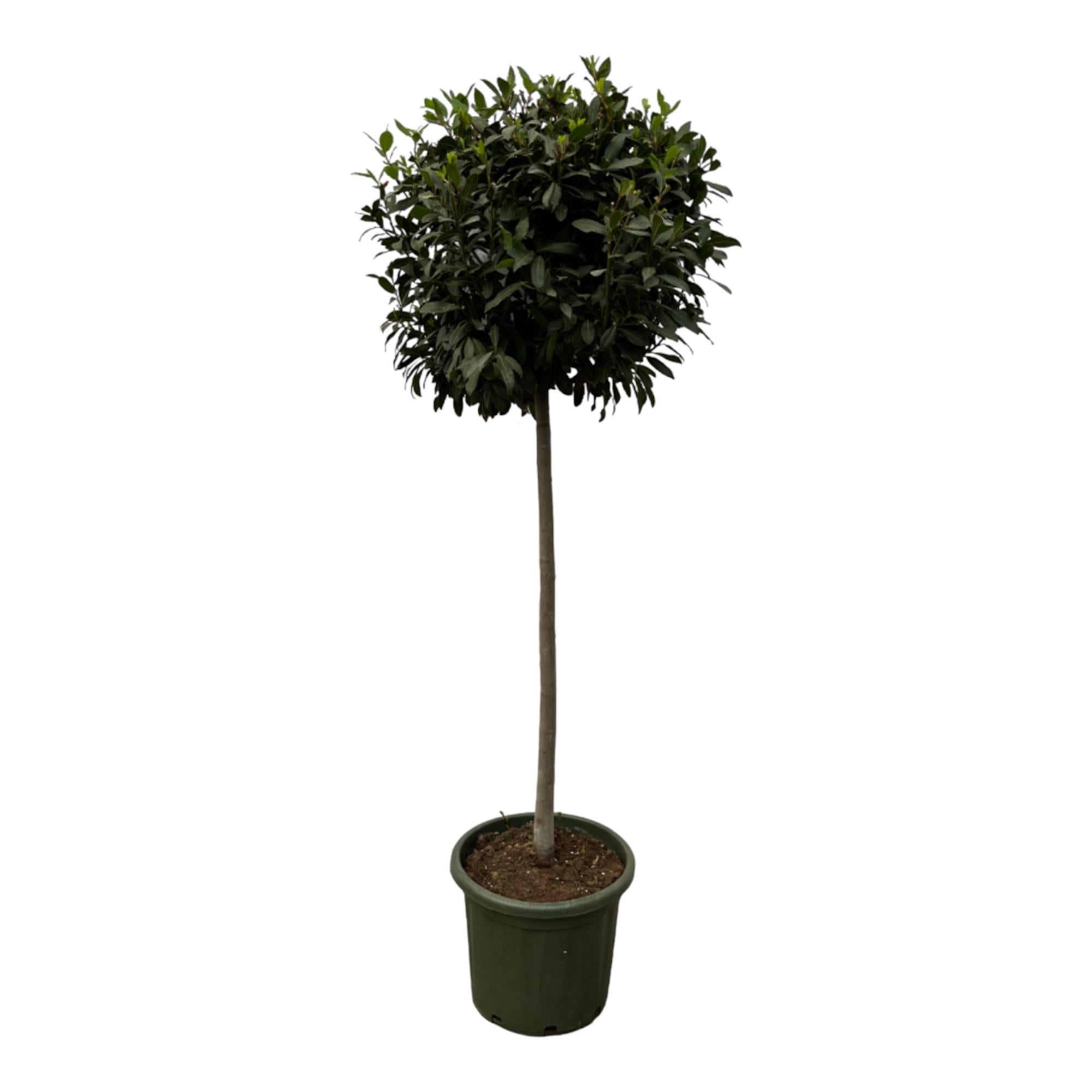 Laurus Nobulis steel - 200 cm - Ø45cm