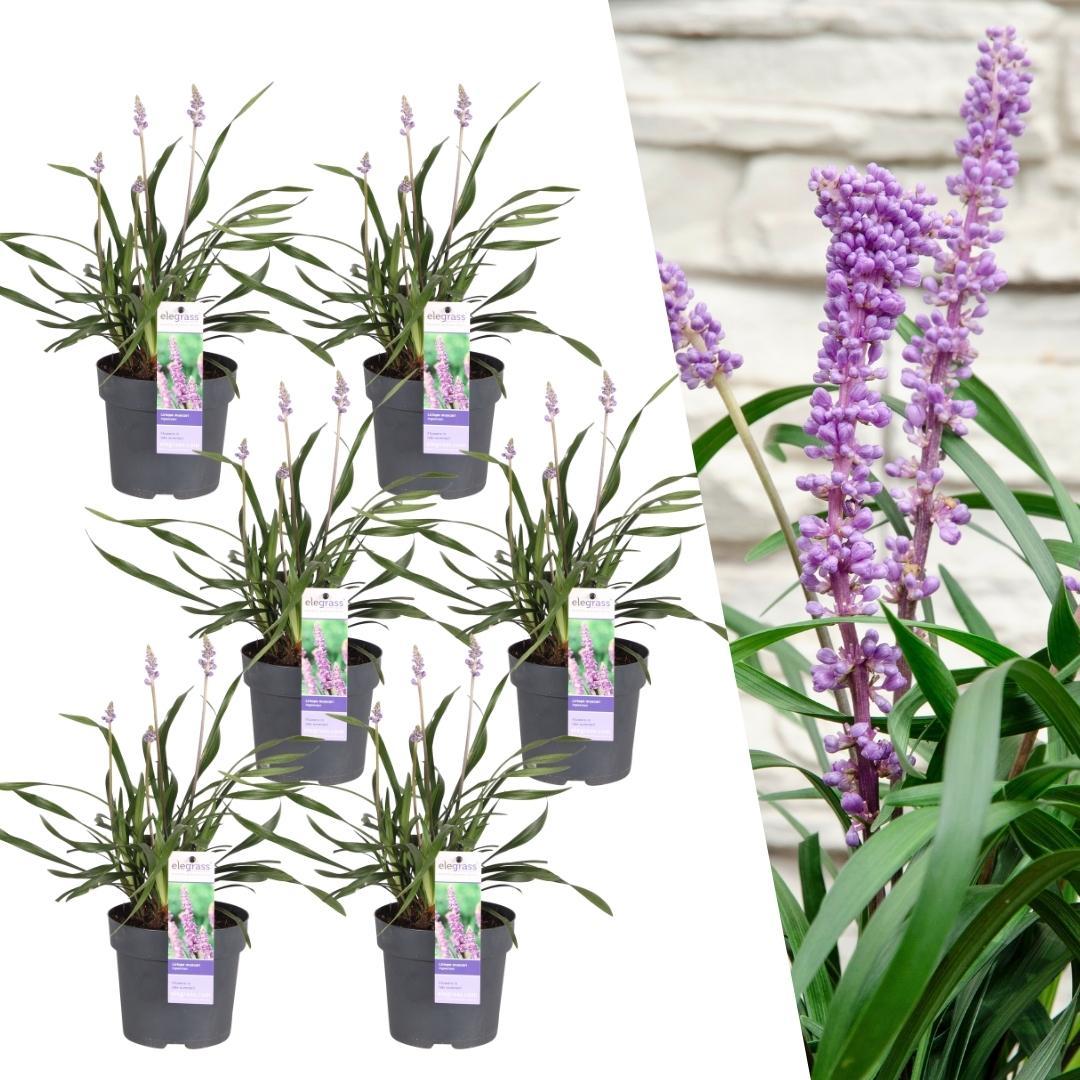 Ziergras - Liriope muscari 'Ingwersen' - Ø 14 cm - ↨ 25 cm   6 stück