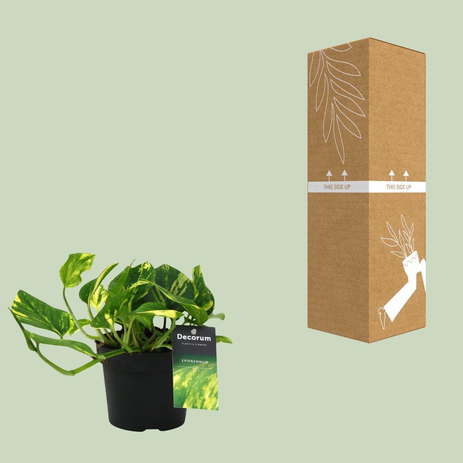 Scindapsus (Epipremnum) N'joy Goud - Ø12cm - ↕25cm