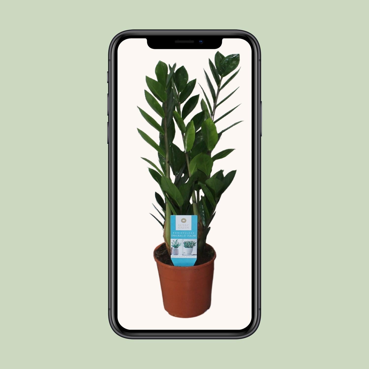 Zamioculcas Zamiifolia - Ø14cm - ↕55cm