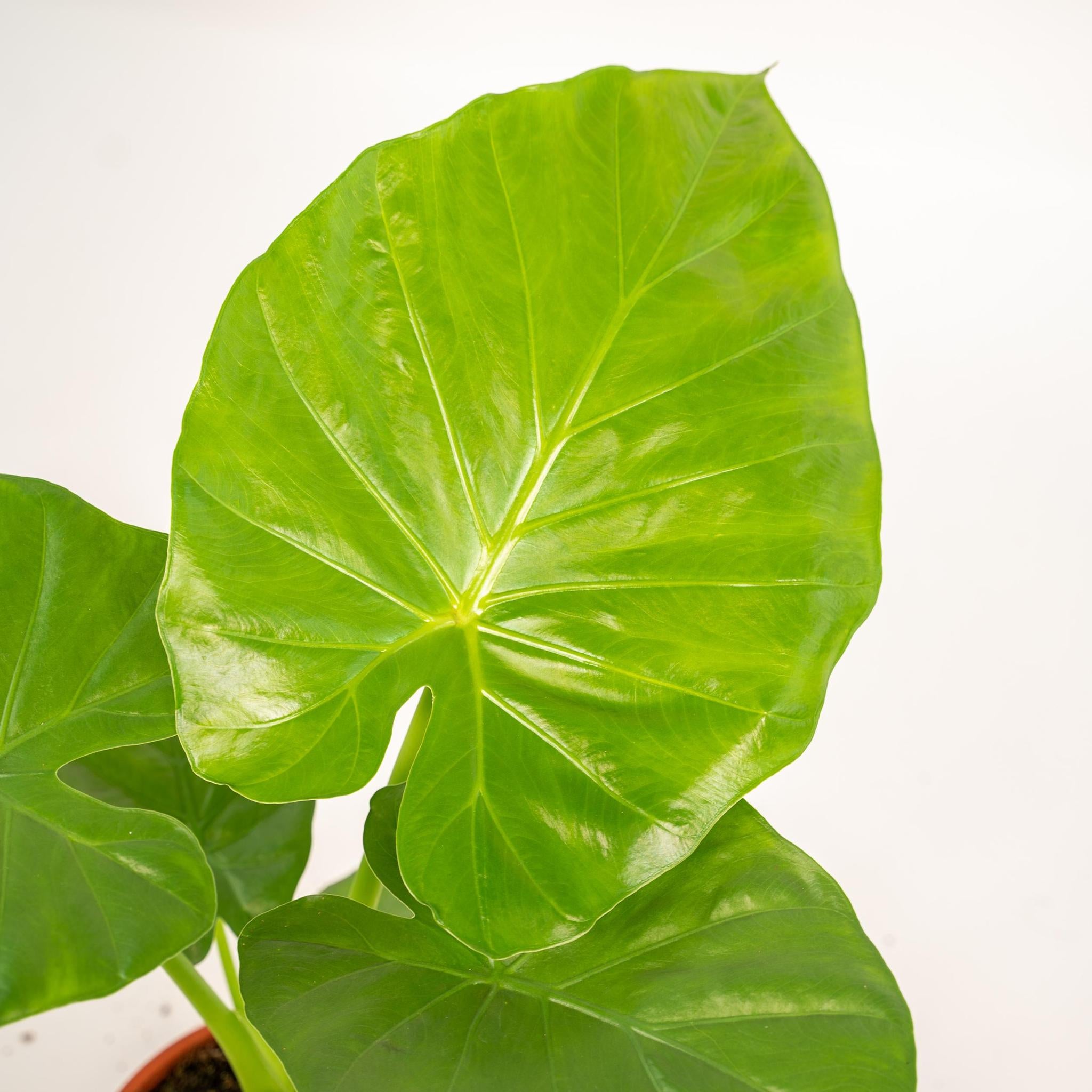 Riesenelefantenohr - Alocasia Macrorrhiza - Ø19cm - ↕70cm + Topf Mayk Gold