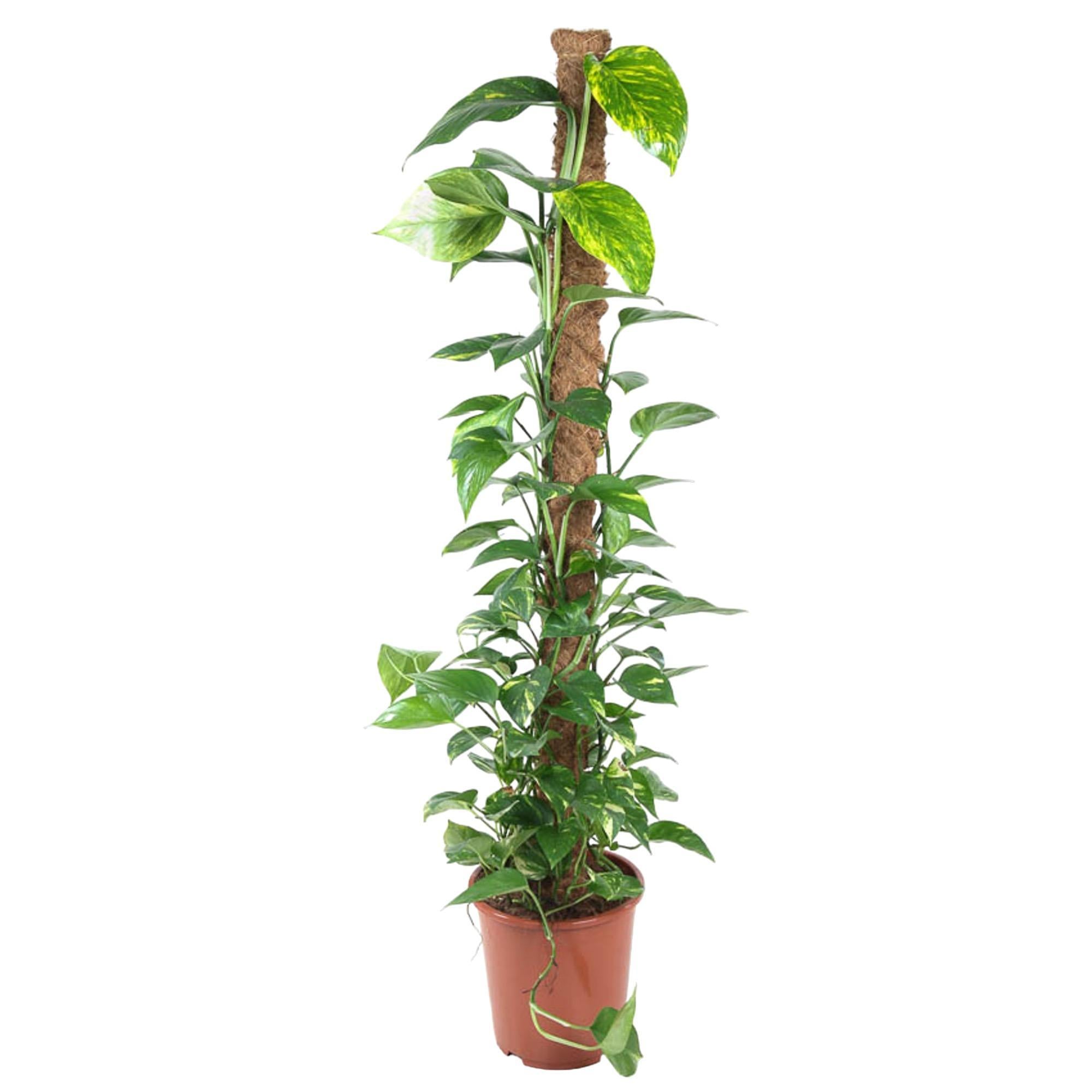 Efeutute - Epipremnum Aureum Pinnatum - mit Moosstab - 150 cm - ø27