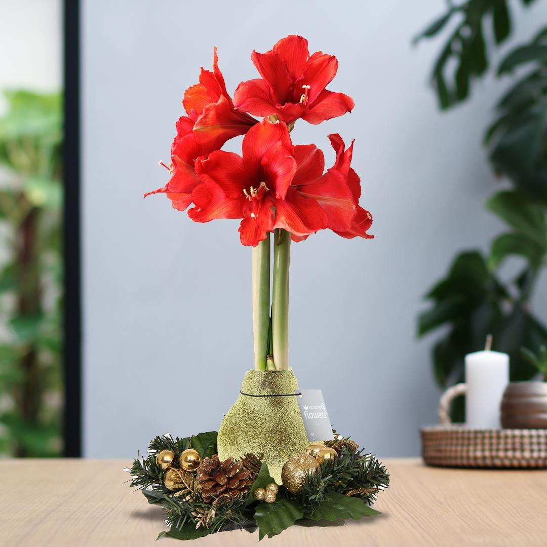 No Water Flowers® (wax amaryllis) | Wreath Christmas - Gold + Red flower