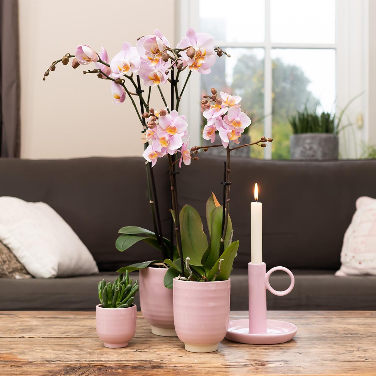 Orchidee rosa Phalaenopsis Mineral Kikion - Topfgröße Ø12cm | blühende Zimmerpflanze - frisch vom Züchter