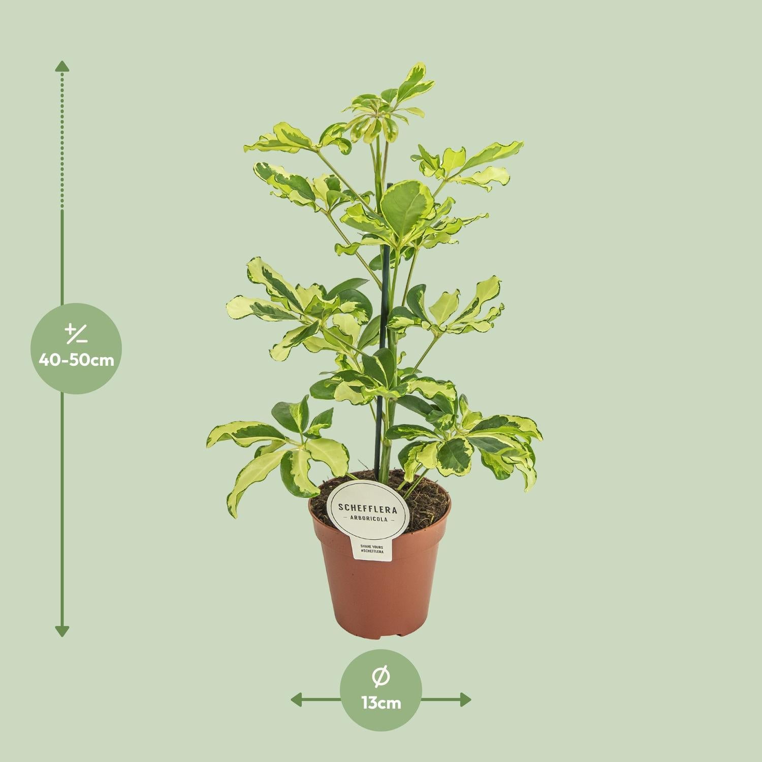 Schefflera Charlotte - Ø13cm - ↕45cm