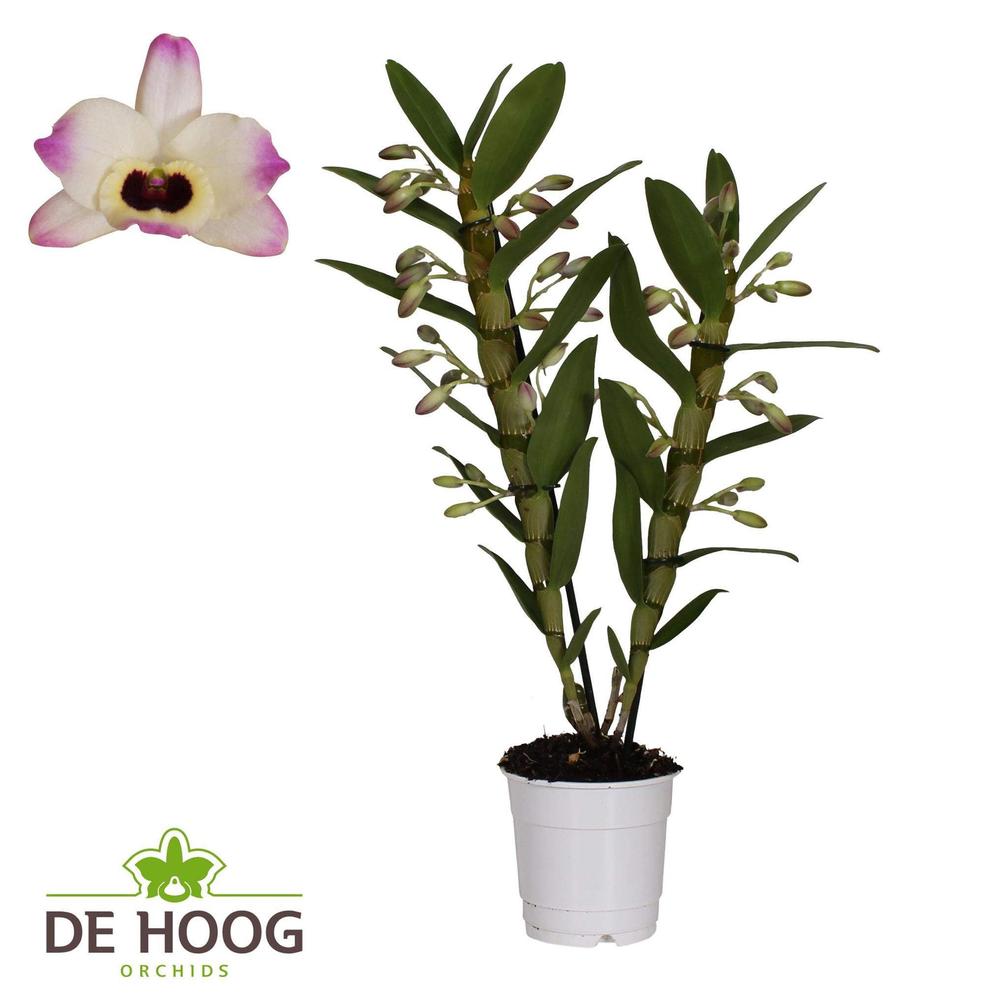 Orchidee Dendrobium Nobile Sunny Eyes 2 Stam 12+ Durchmesser- Höhe Ø12cm - ↕50cm