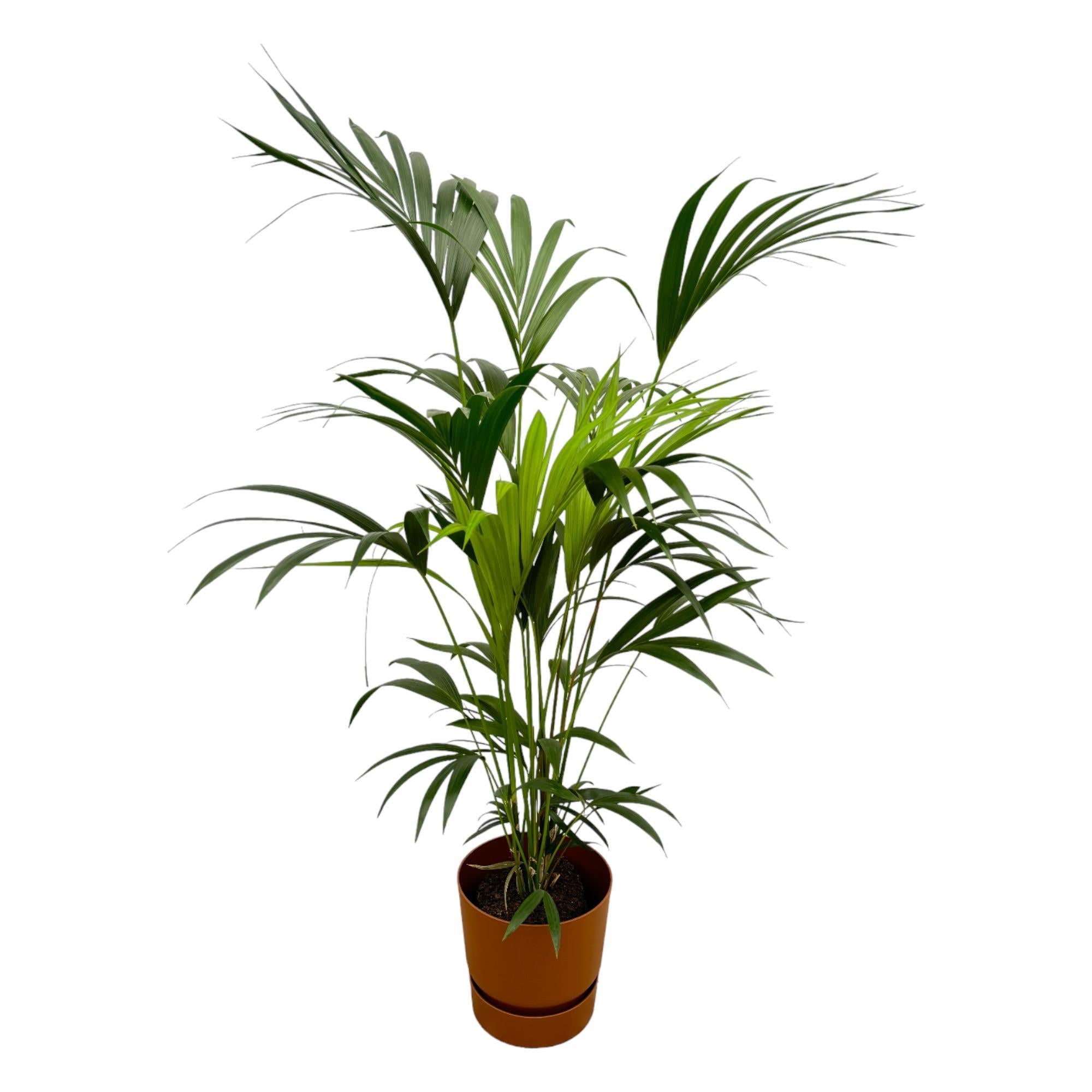 Kentia Palme - Howea forsteriana - inklusive Elho Greenville Rund Topf braun – 160 cm – Ø24