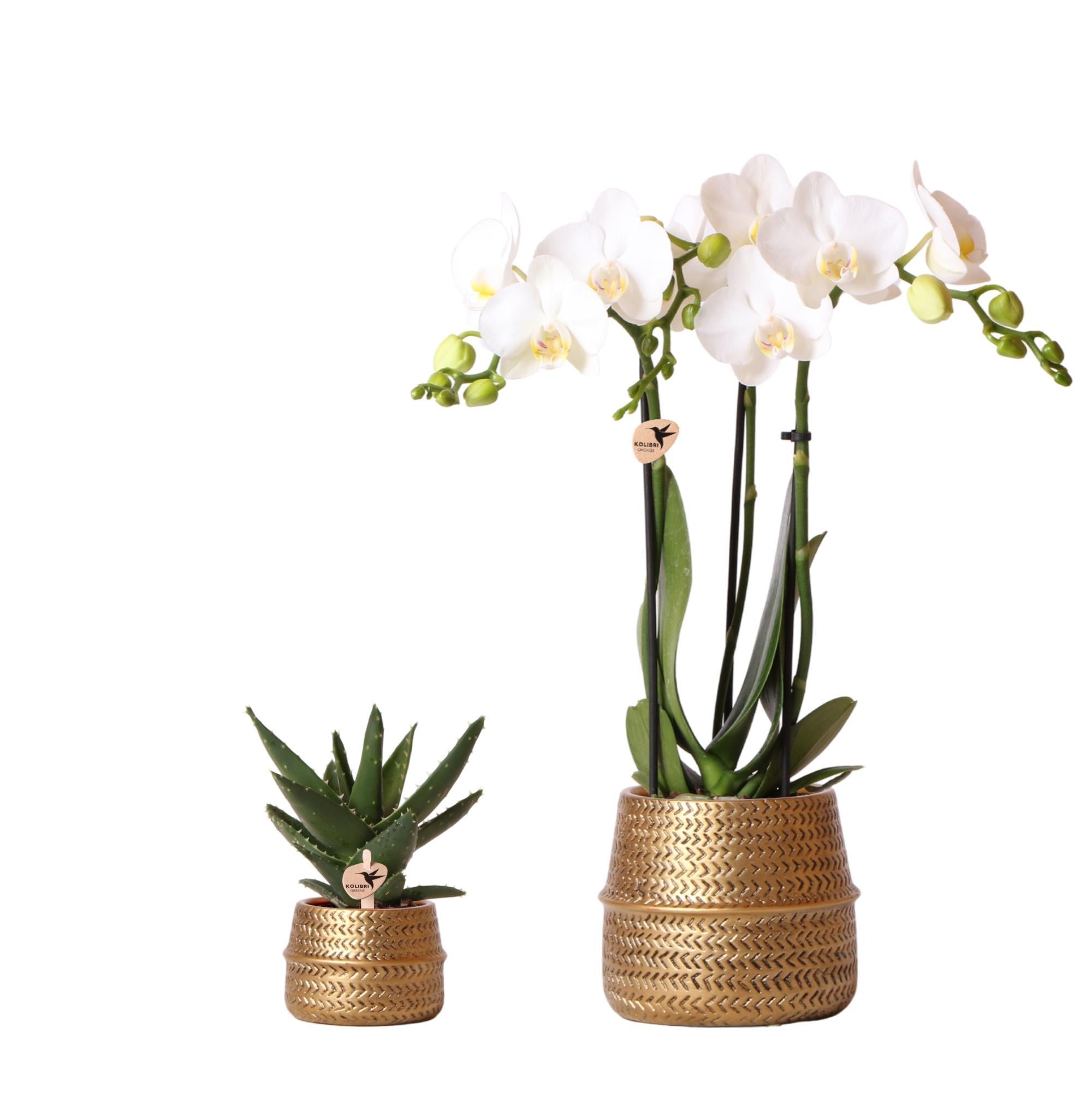 Orchidee Pflanzenset Groove gold | Set mit weißer Phalaenopsis Orchidee Amabilis Ø9cm und grüner Sukkulente Aloe Brevifolia Ø6cm | inkl. goldenen Keramik-Ziertöpfen