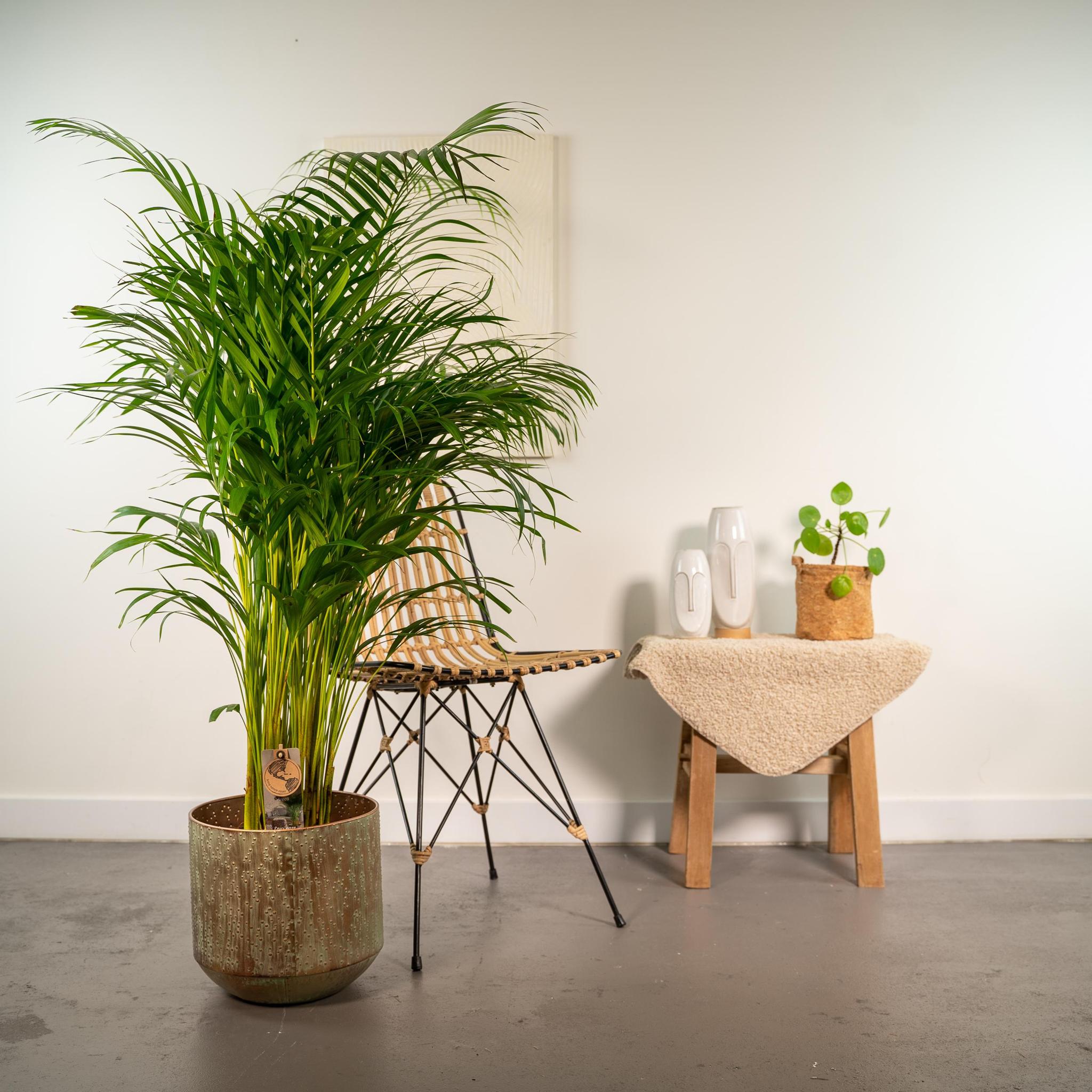 Arecapalme Dypsis lutescens mit Topf - ↨130cm - Ø24cm