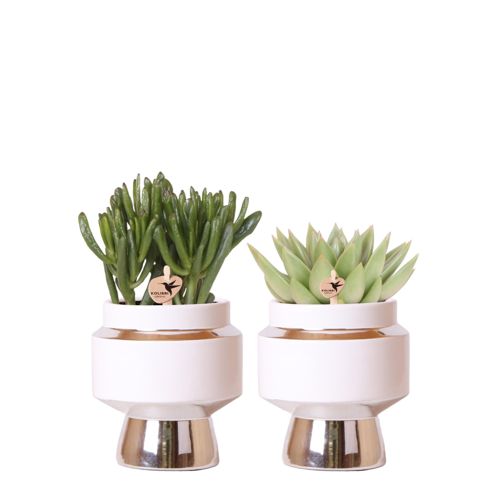 Pflanzen Mix - Rhipsalis 2er Set Pflanzen in silbernen Le Chic Ziertöpfen - Keramik Topfgröße Ø9cm