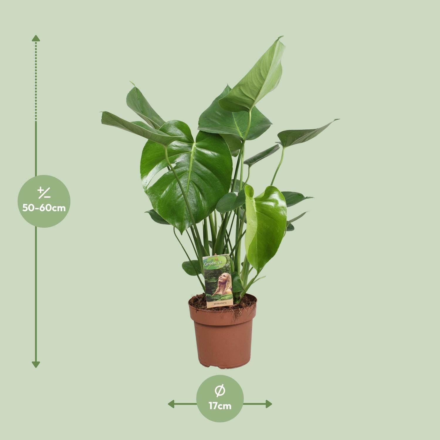 Schweizer Käsepflanze - Monstera Deliciosa - Ø17cm - ↕60cm